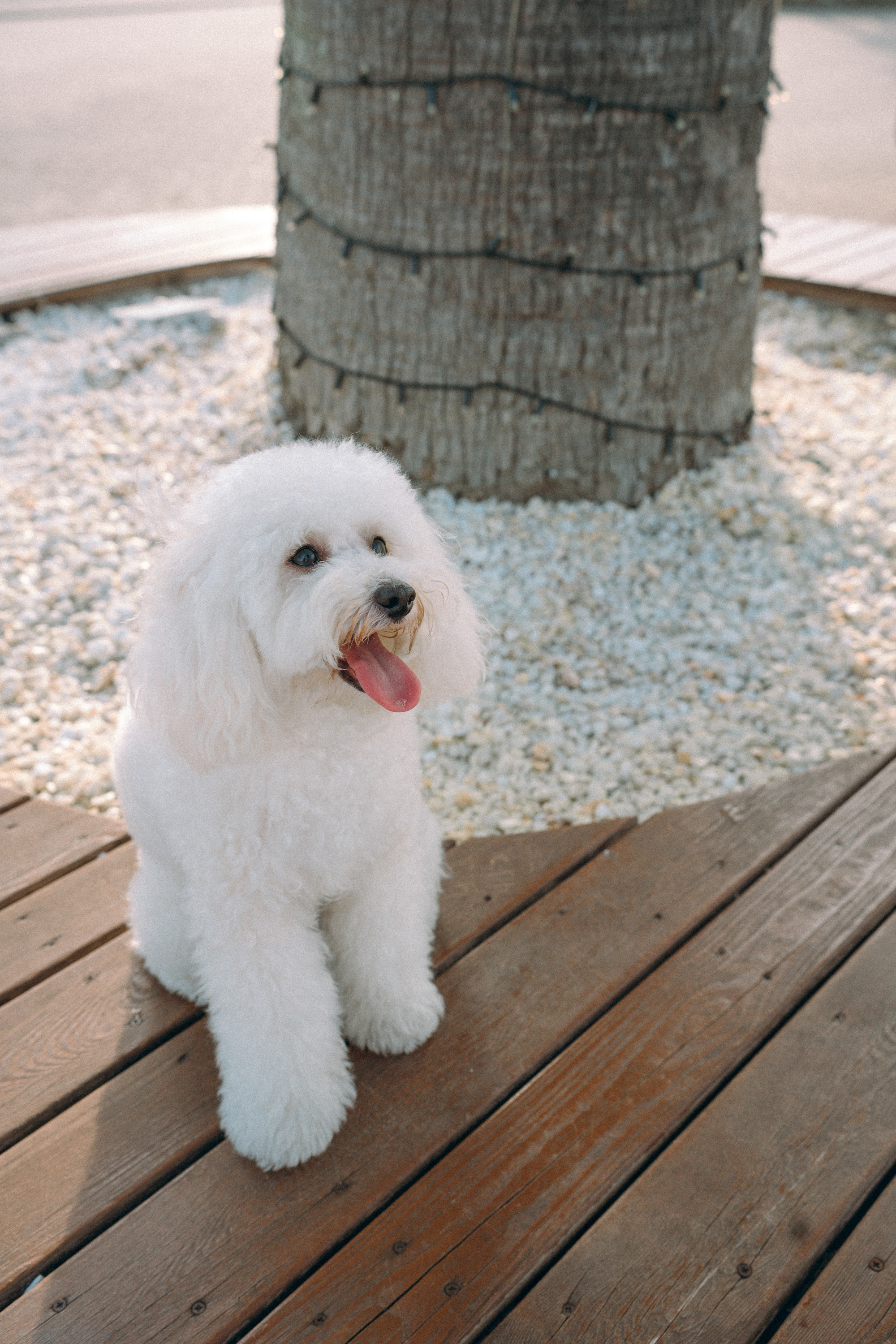 Ангелина и Варежка. Фотограф анималист в Москве и Санкт-Петербурге Свиридова Анна