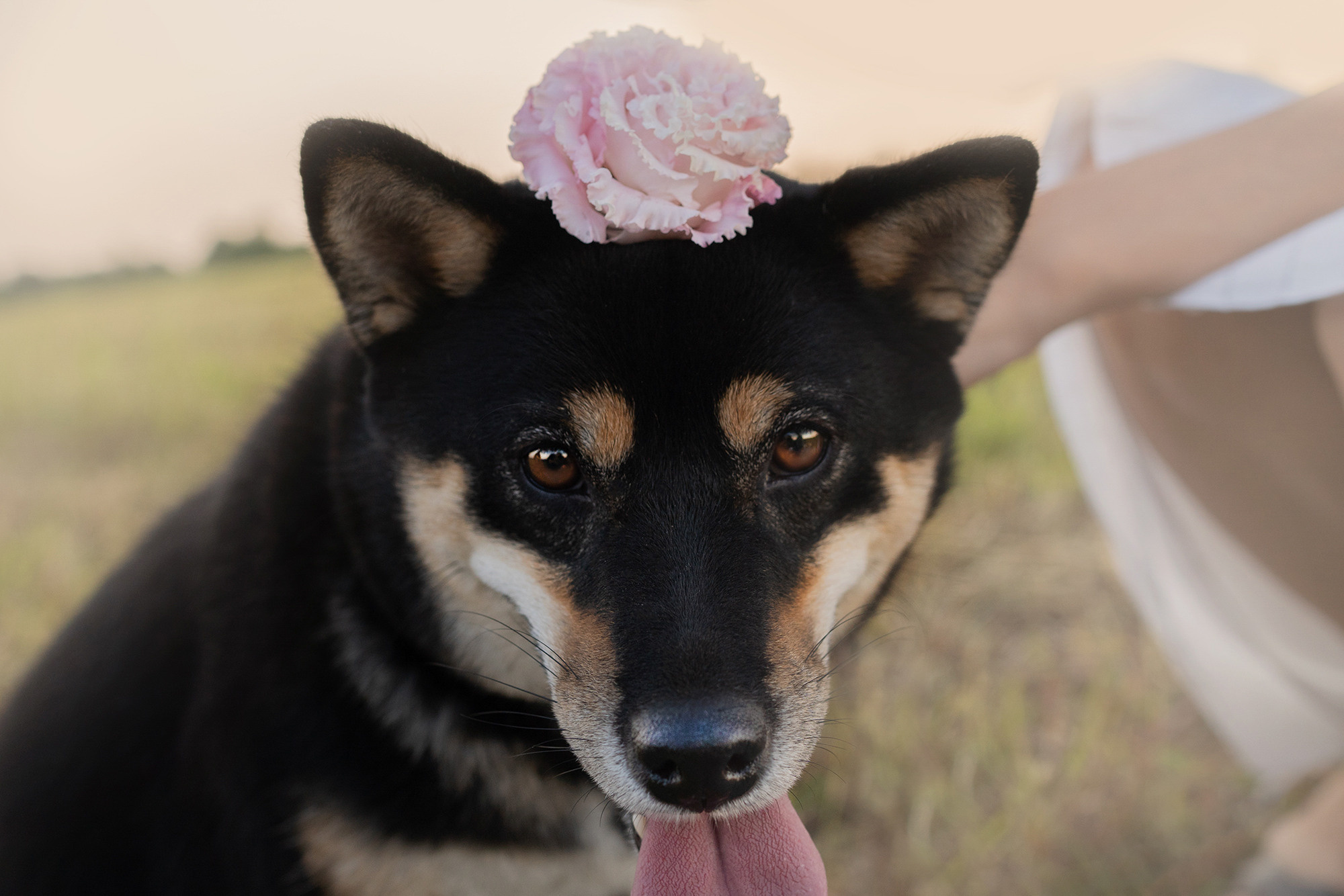 Катя, Вася, Роки и Бэлла. Фотограф анималист в Москве и Санкт-Петербурге Свиридова Анна