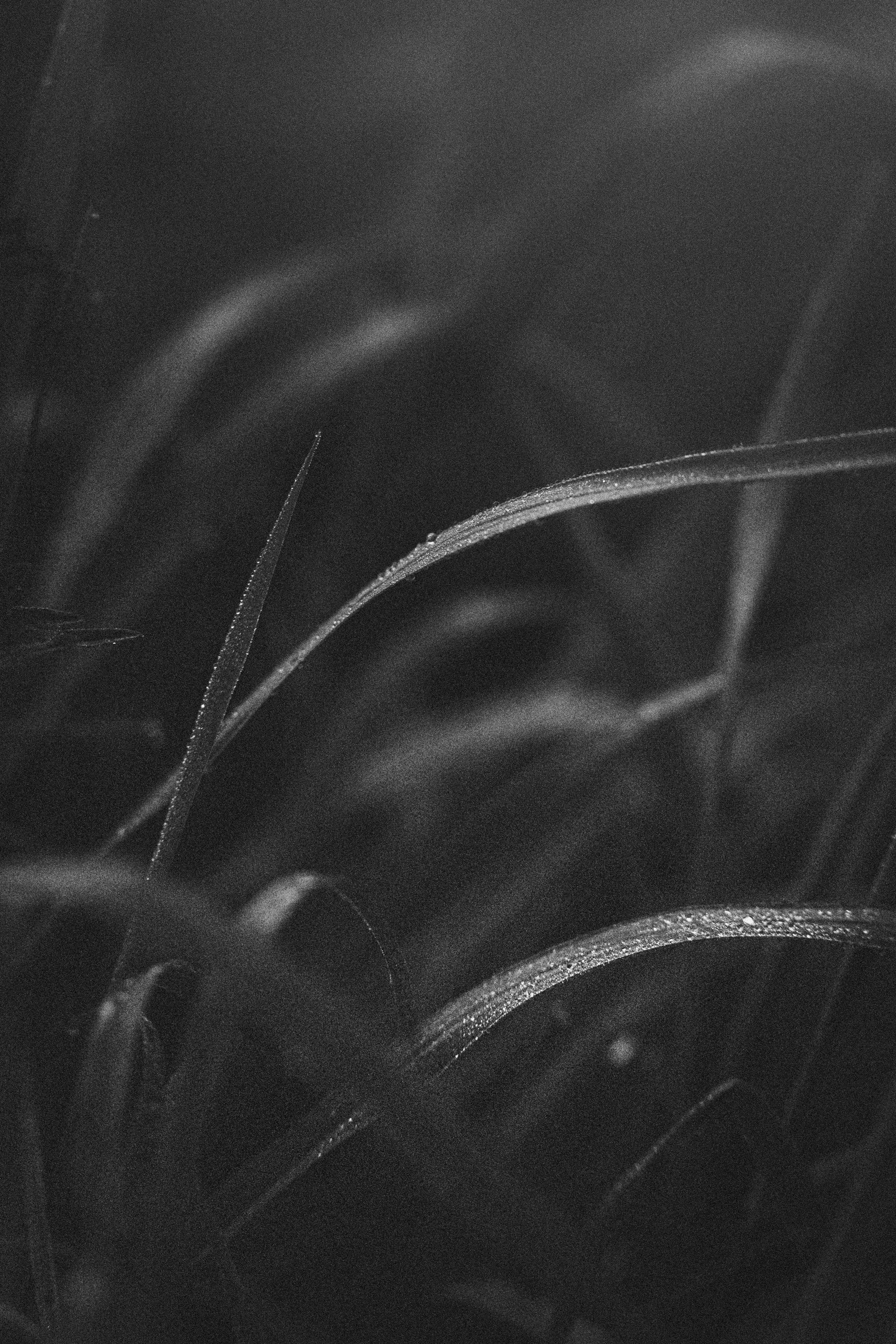 Софа, Уна и Лють. Фотограф анималист в Москве и Санкт-Петербурге Свиридова Анна