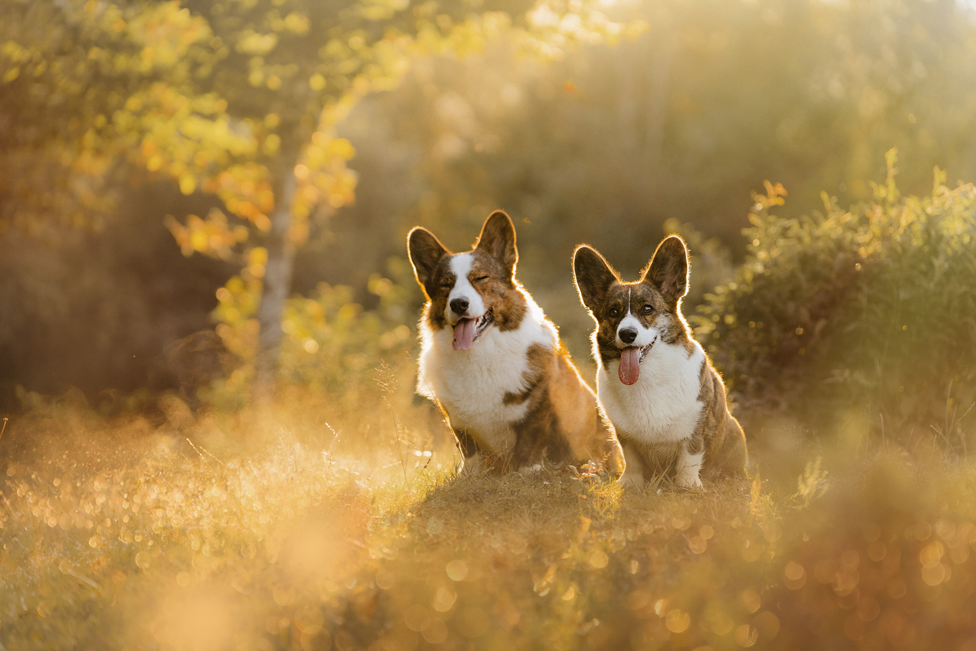 Влада и Коржики. Фотограф анималист в Москве и Санкт-Петербурге Свиридова Анна