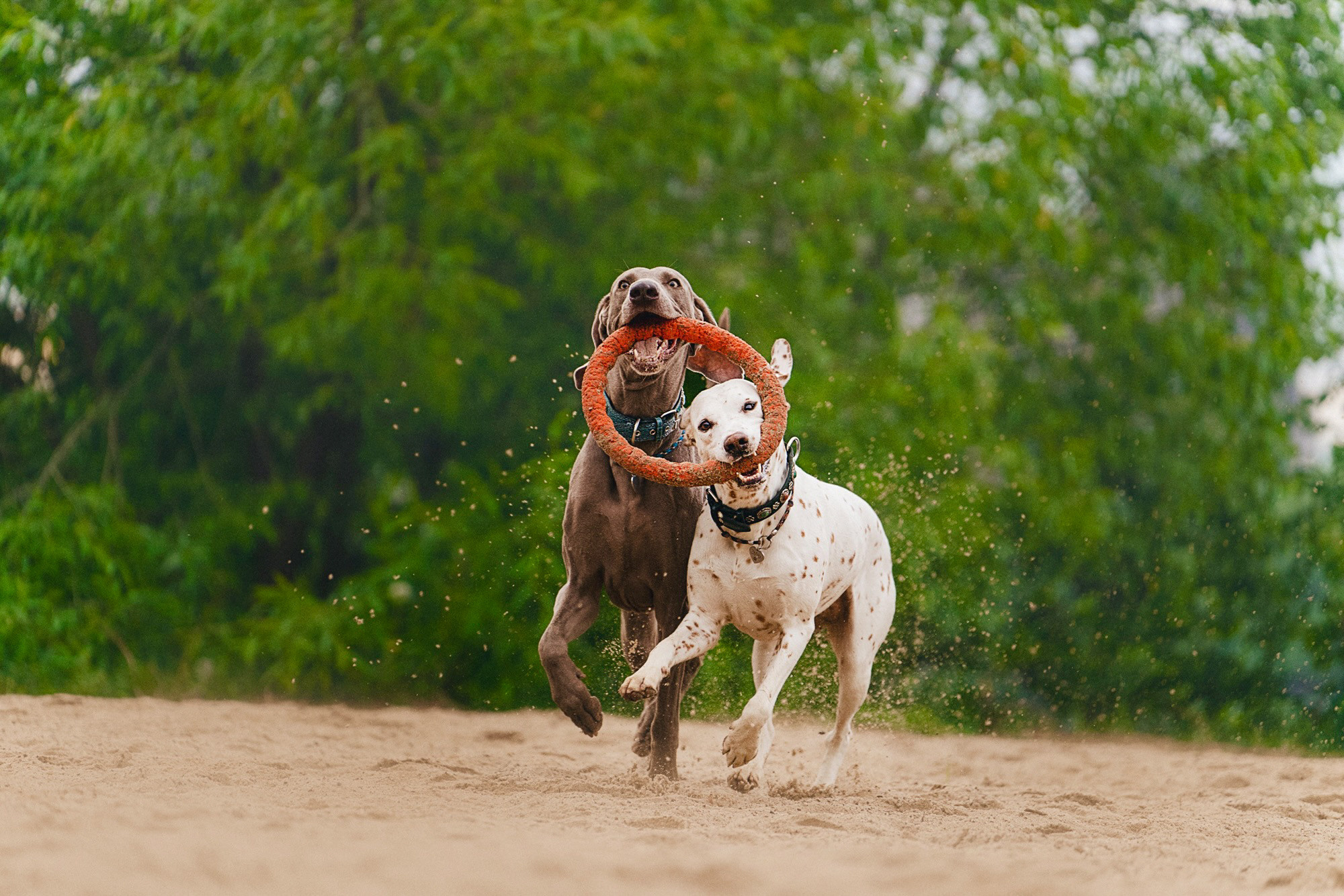Полина, Борис, Луна и Эль. Фотограф анималист в Москве и Санкт-Петербурге Свиридова Анна