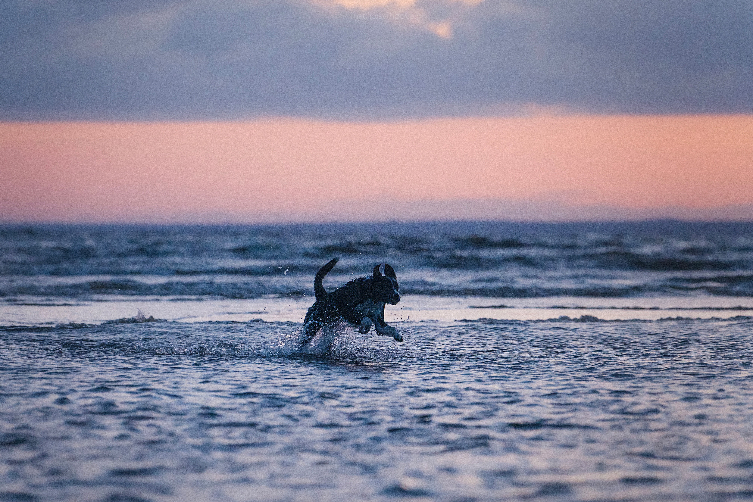 Янки, Румпель, Лось, Токи, Мако. Фотограф анималист в Москве и Санкт-Петербурге Свиридова Анна