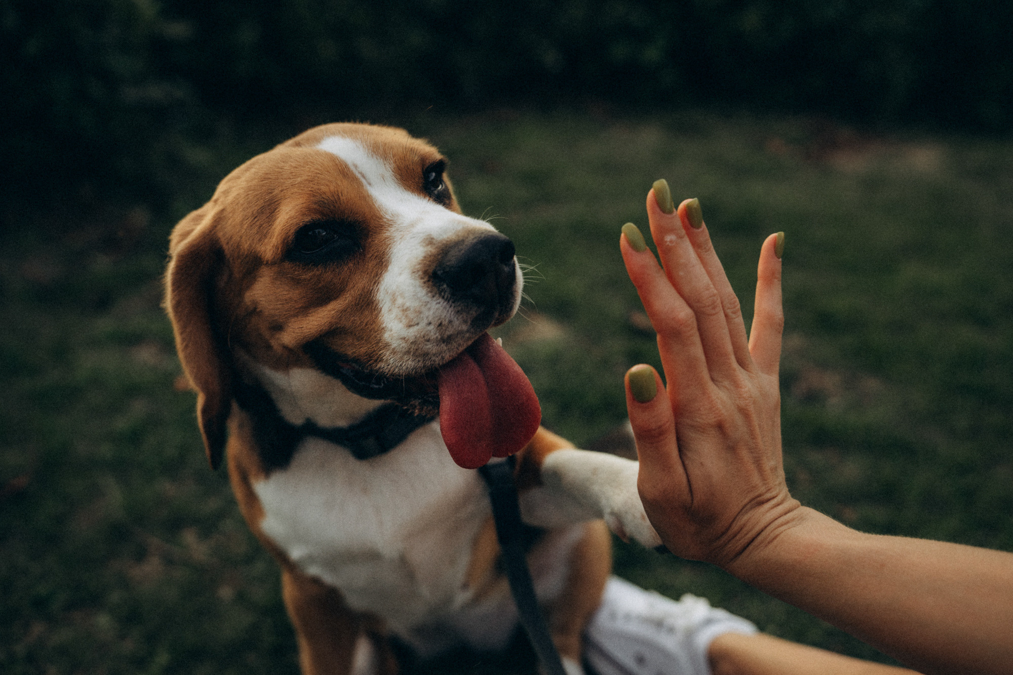 Женя и Мира. Фотограф анималист в Москве и Санкт-Петербурге Свиридова Анна