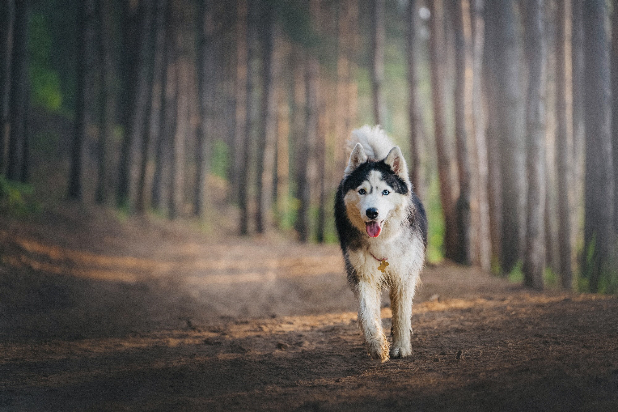 Аня, Игорь, Аусь и Хась. Фотограф анималист в Москве и Санкт-Петербурге Свиридова Анна