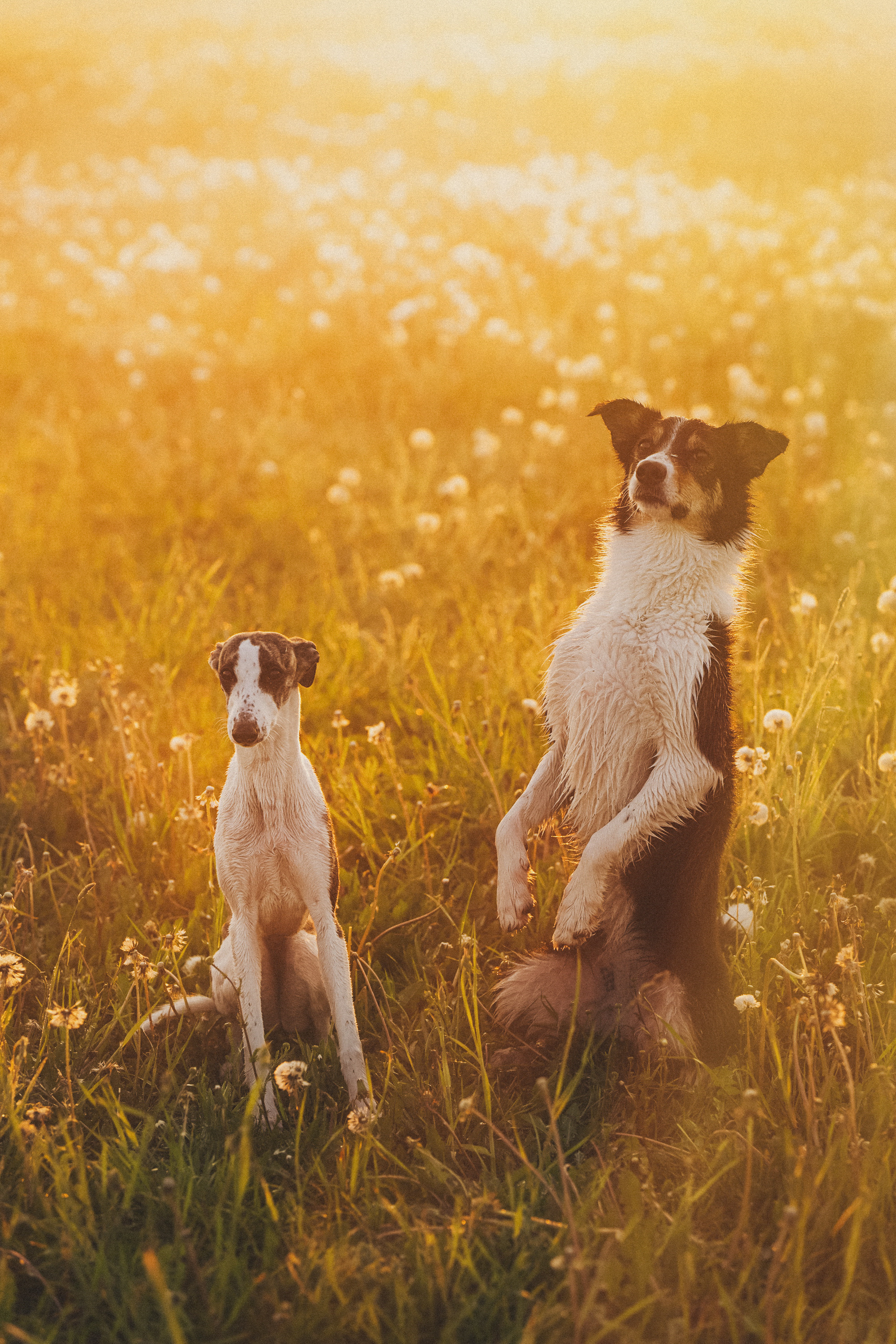 Софа, Уна и Лють. Фотограф анималист в Москве и Санкт-Петербурге Свиридова Анна