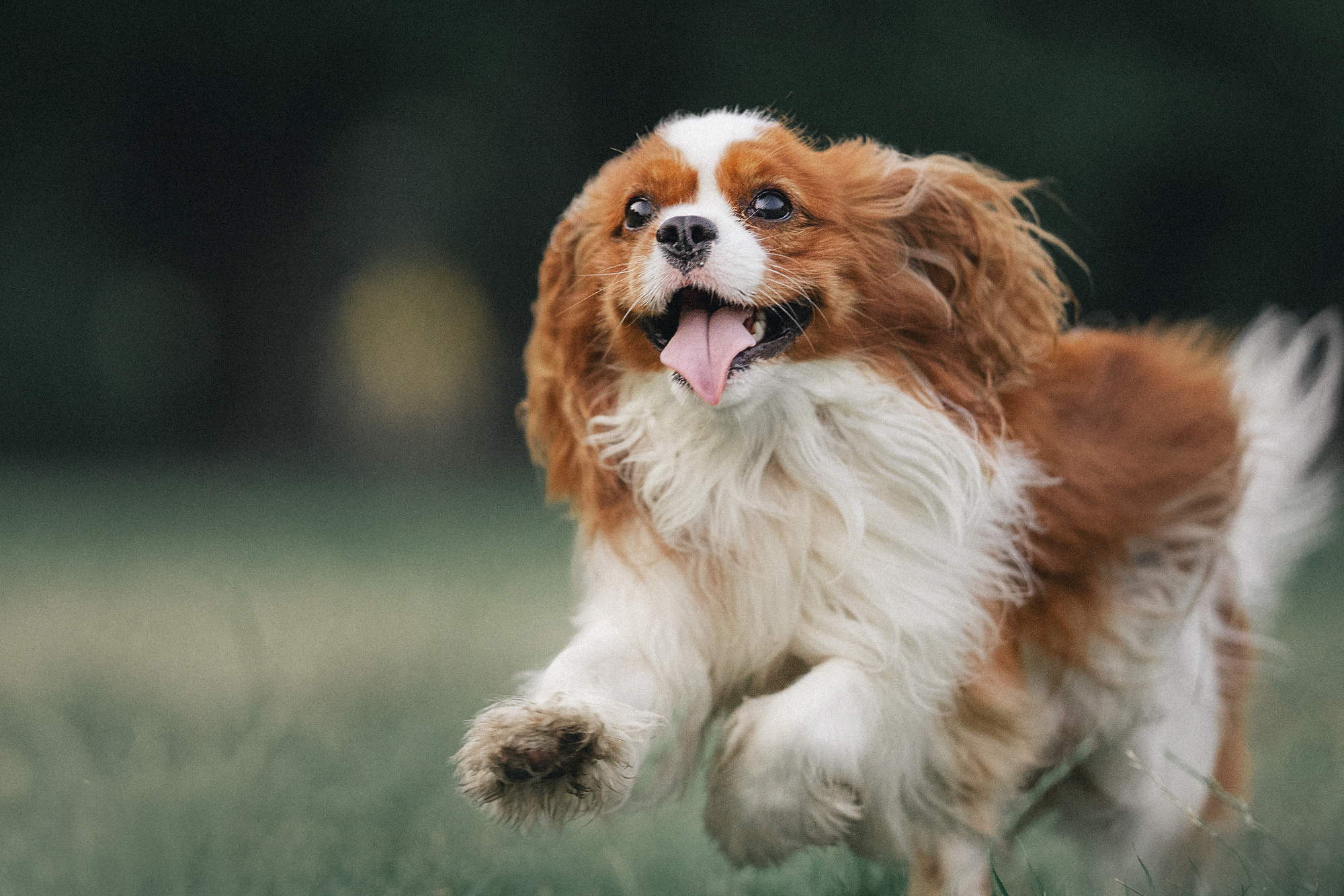Таня и Лео. Фотограф анималист в Москве и Санкт-Петербурге Свиридова Анна