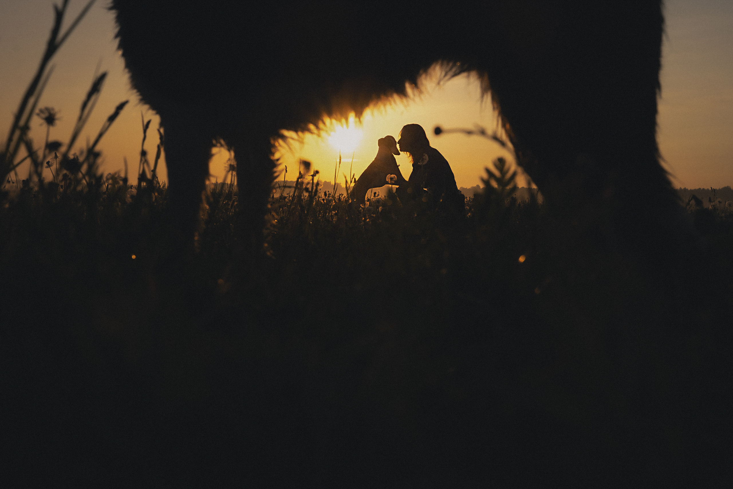 Софа, Уна и Лють. Фотограф анималист в Москве и Санкт-Петербурге Свиридова Анна
