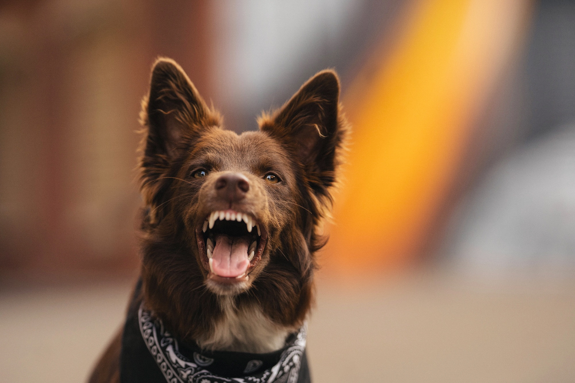 Аня и Брук. Фотограф анималист в Москве и Санкт-Петербурге Свиридова Анна