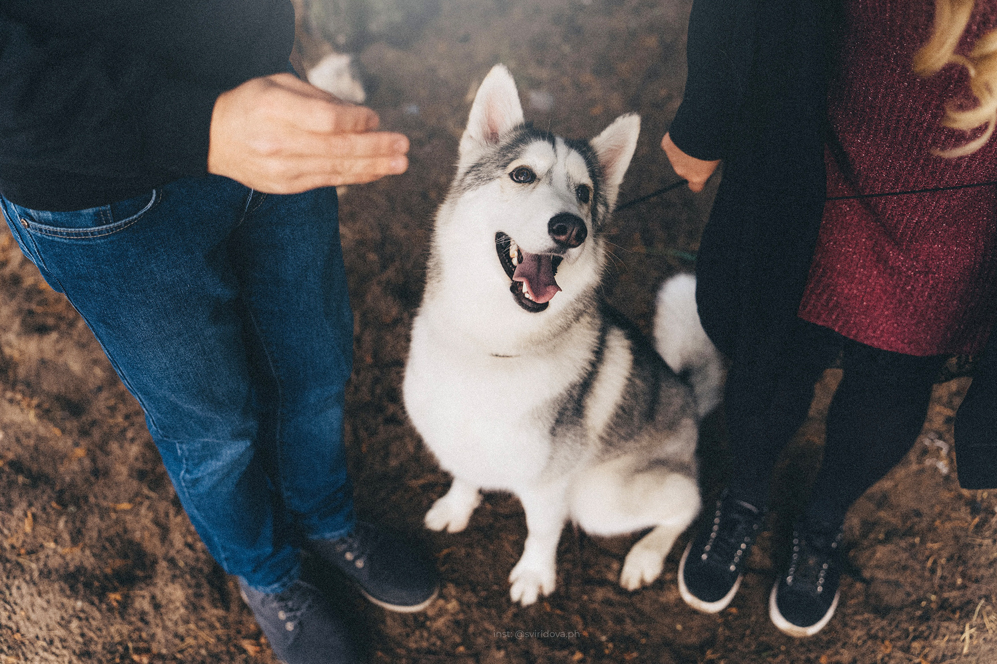 Катя, Илья, Лагерта. Фотограф анималист в Москве и Санкт-Петербурге Свиридова Анна
