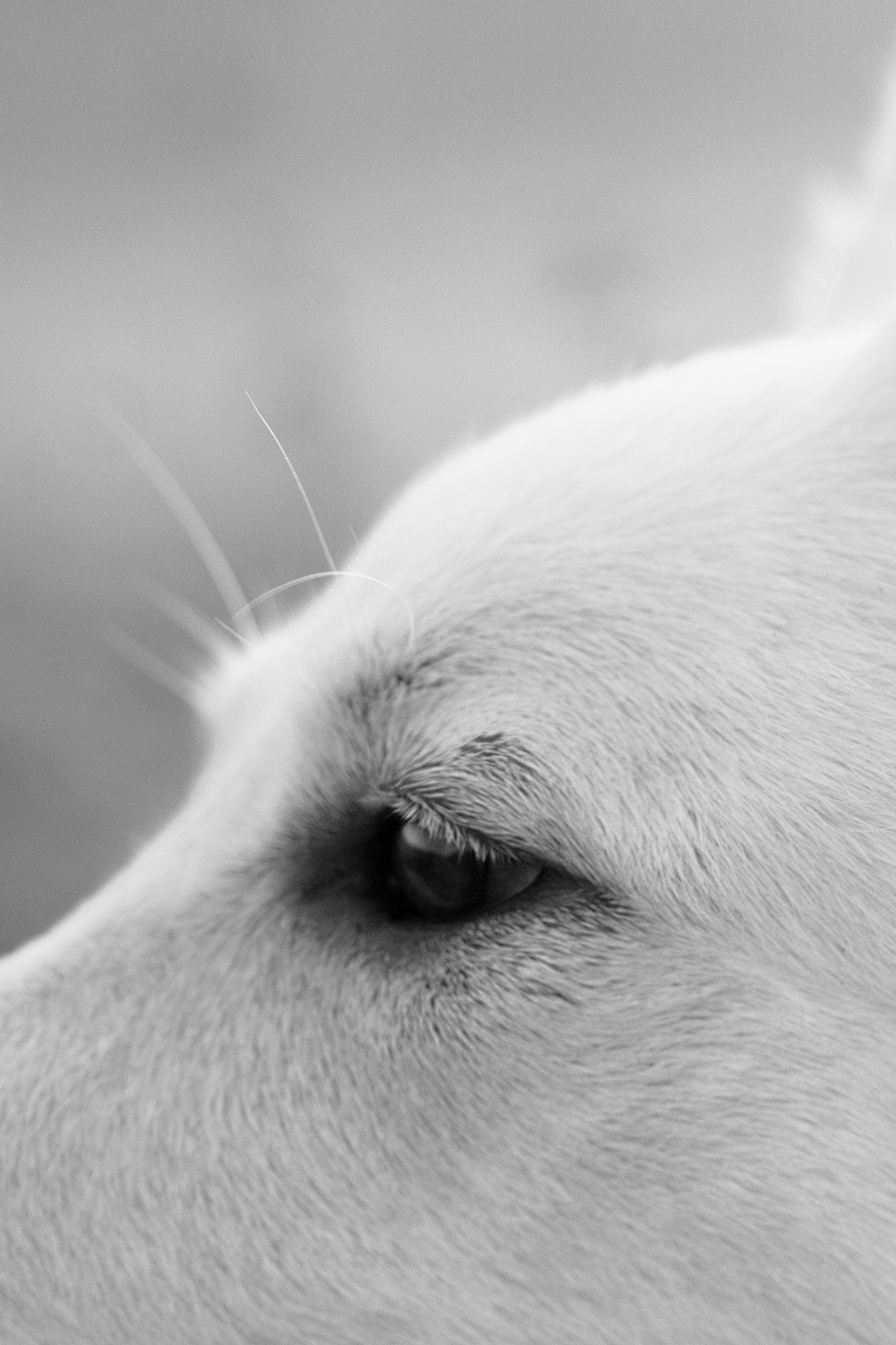 Лиза и Юста. Фотограф анималист в Москве и Санкт-Петербурге Свиридова Анна