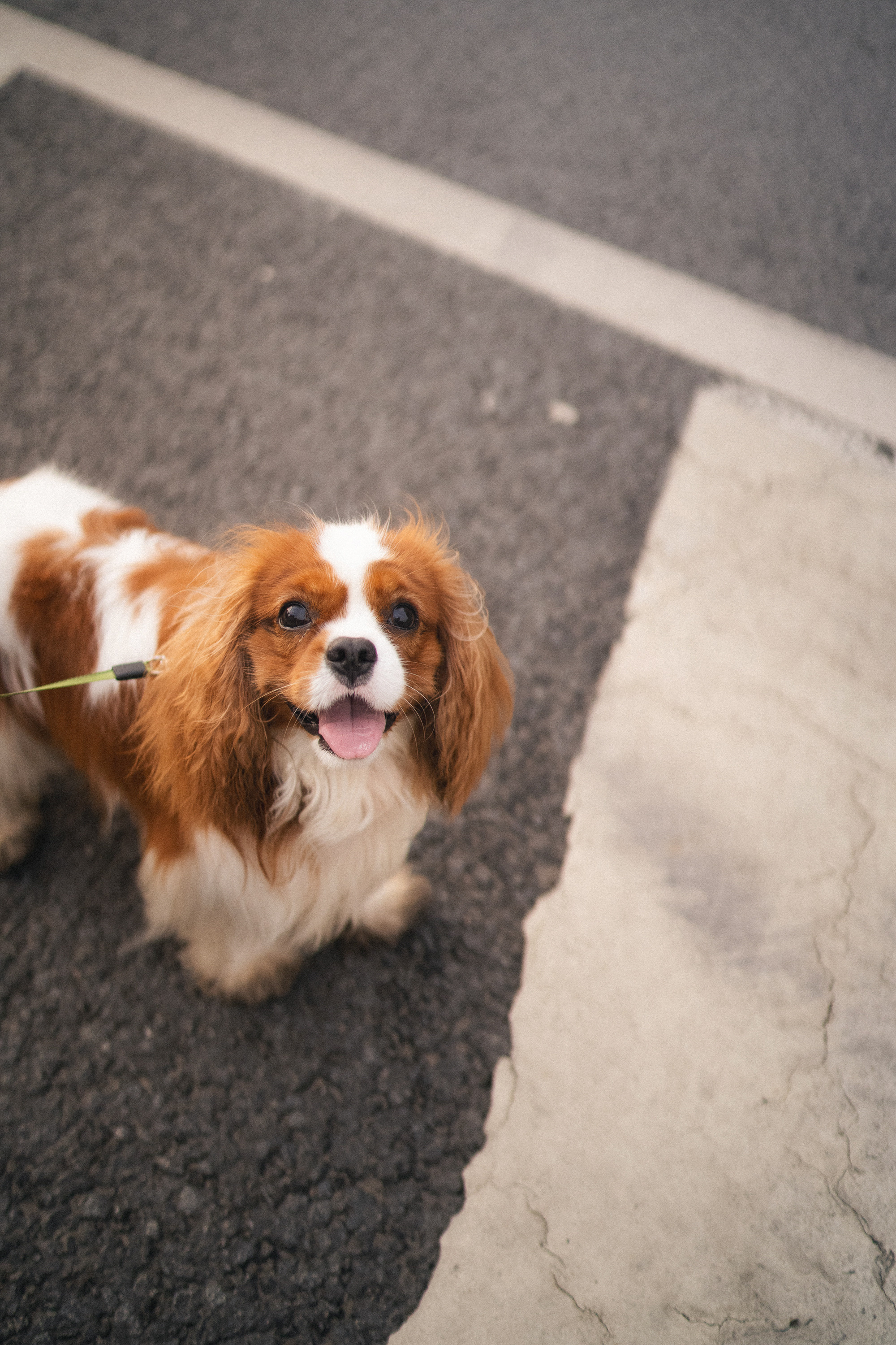 Таня и Лео. Фотограф анималист в Москве и Санкт-Петербурге Свиридова Анна