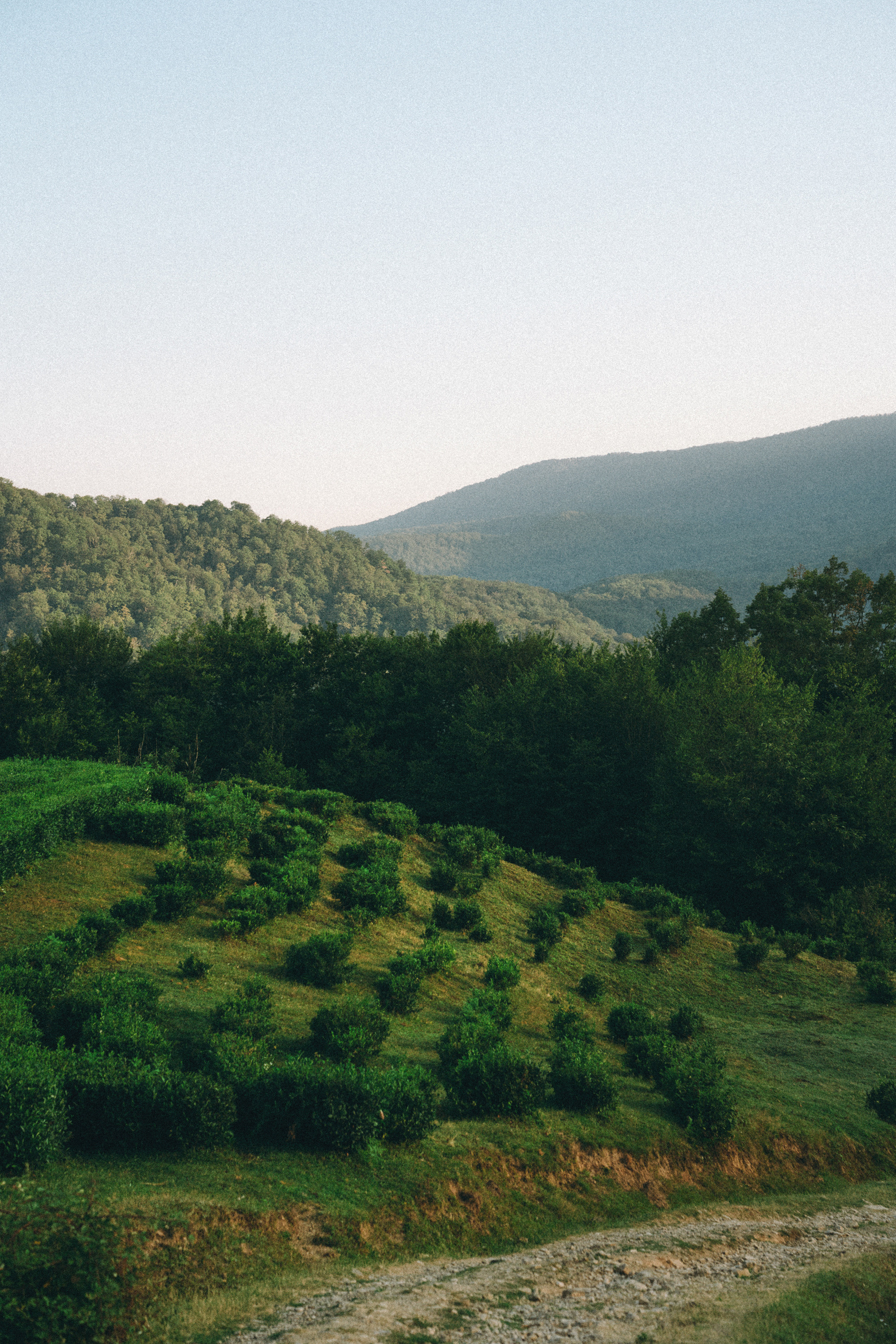 Арина и Рики. Фотограф анималист в Москве и Санкт-Петербурге Свиридова Анна