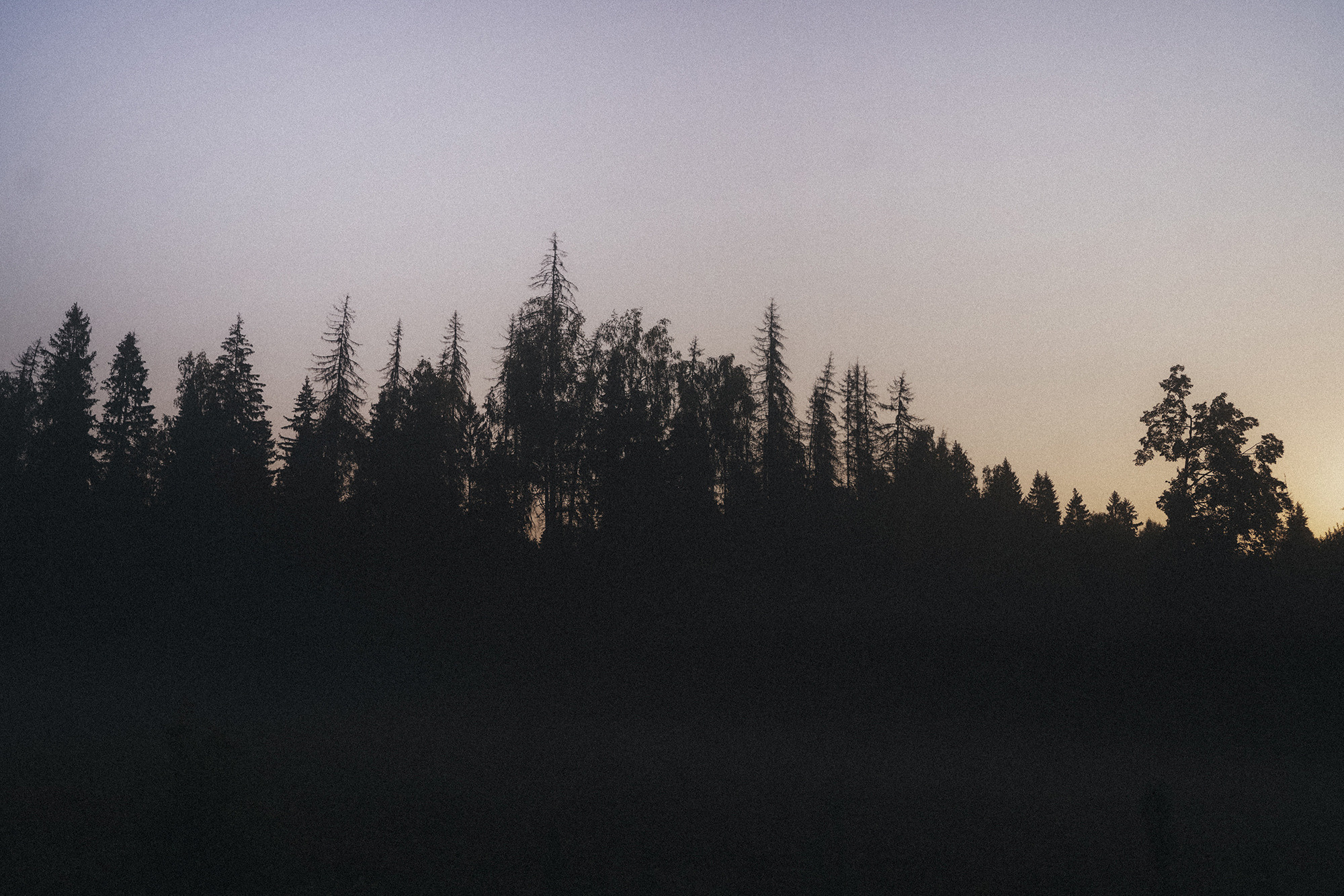 Лиза и Юста. Фотограф анималист в Москве и Санкт-Петербурге Свиридова Анна