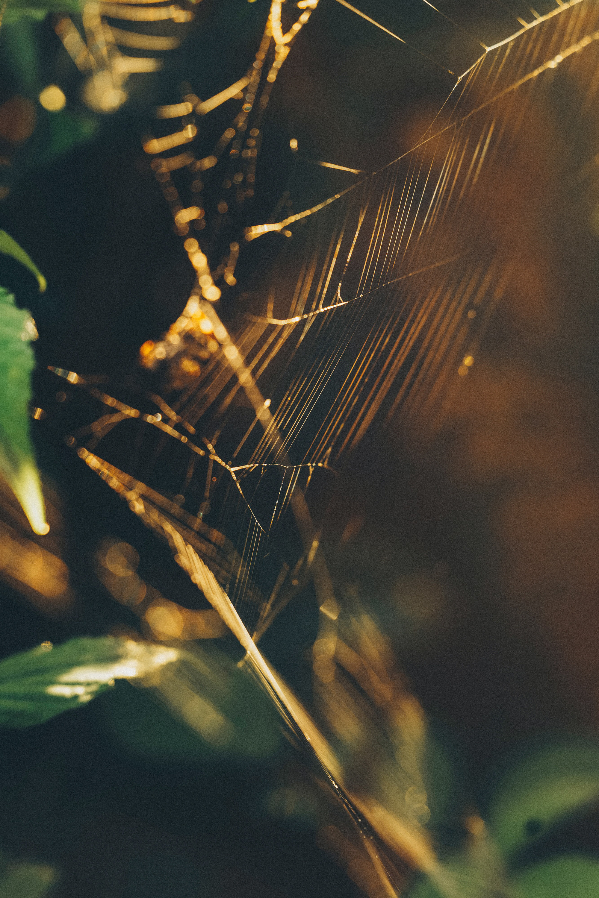 Арина и Рики. Фотограф анималист в Москве и Санкт-Петербурге Свиридова Анна