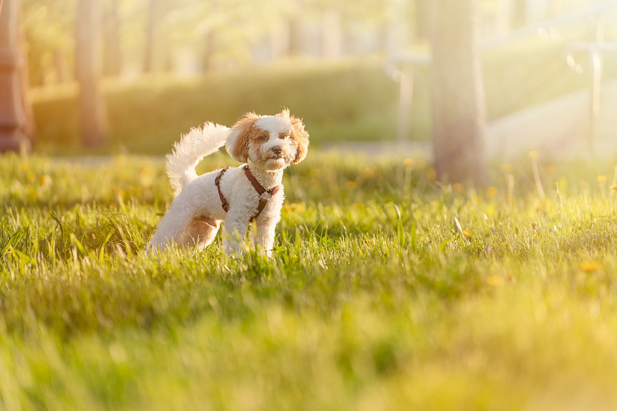Амина, Андрей и Умка. Фотограф анималист в Москве и Санкт-Петербурге Свиридова Анна