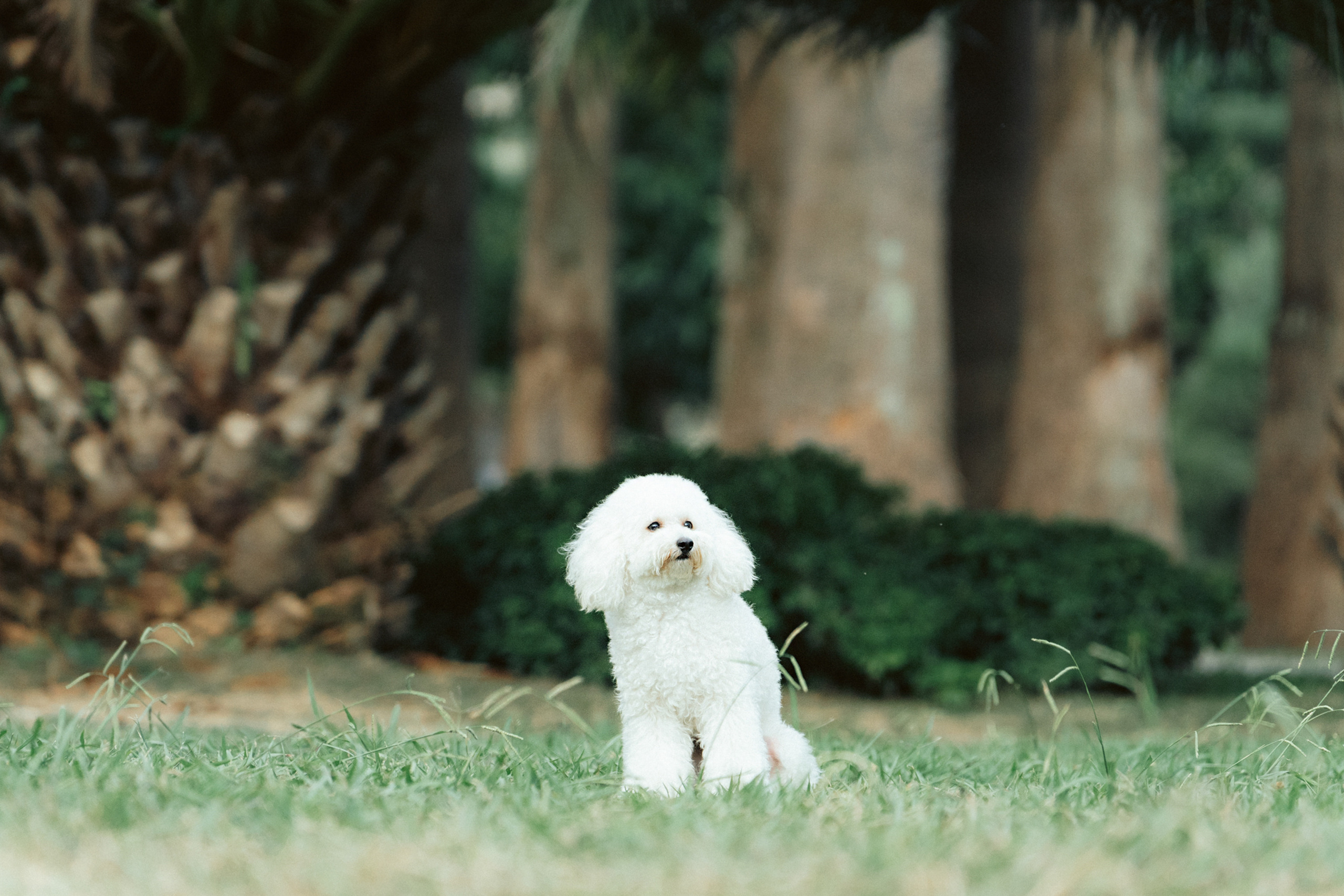 Ангелина и Варежка. Фотограф анималист в Москве и Санкт-Петербурге Свиридова Анна