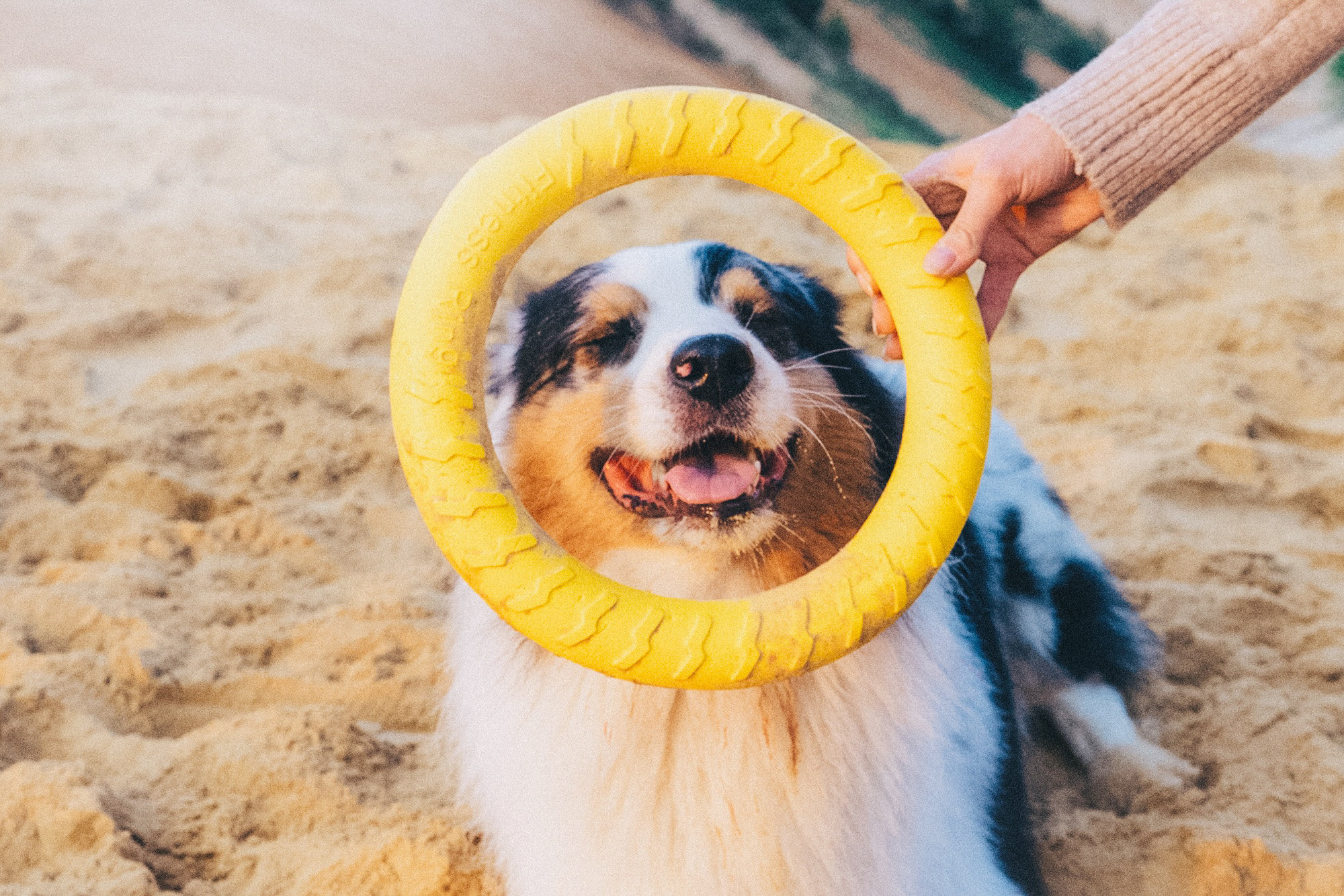 Аня, Игорь, Аусь и Хась. Фотограф анималист в Москве и Санкт-Петербурге Свиридова Анна