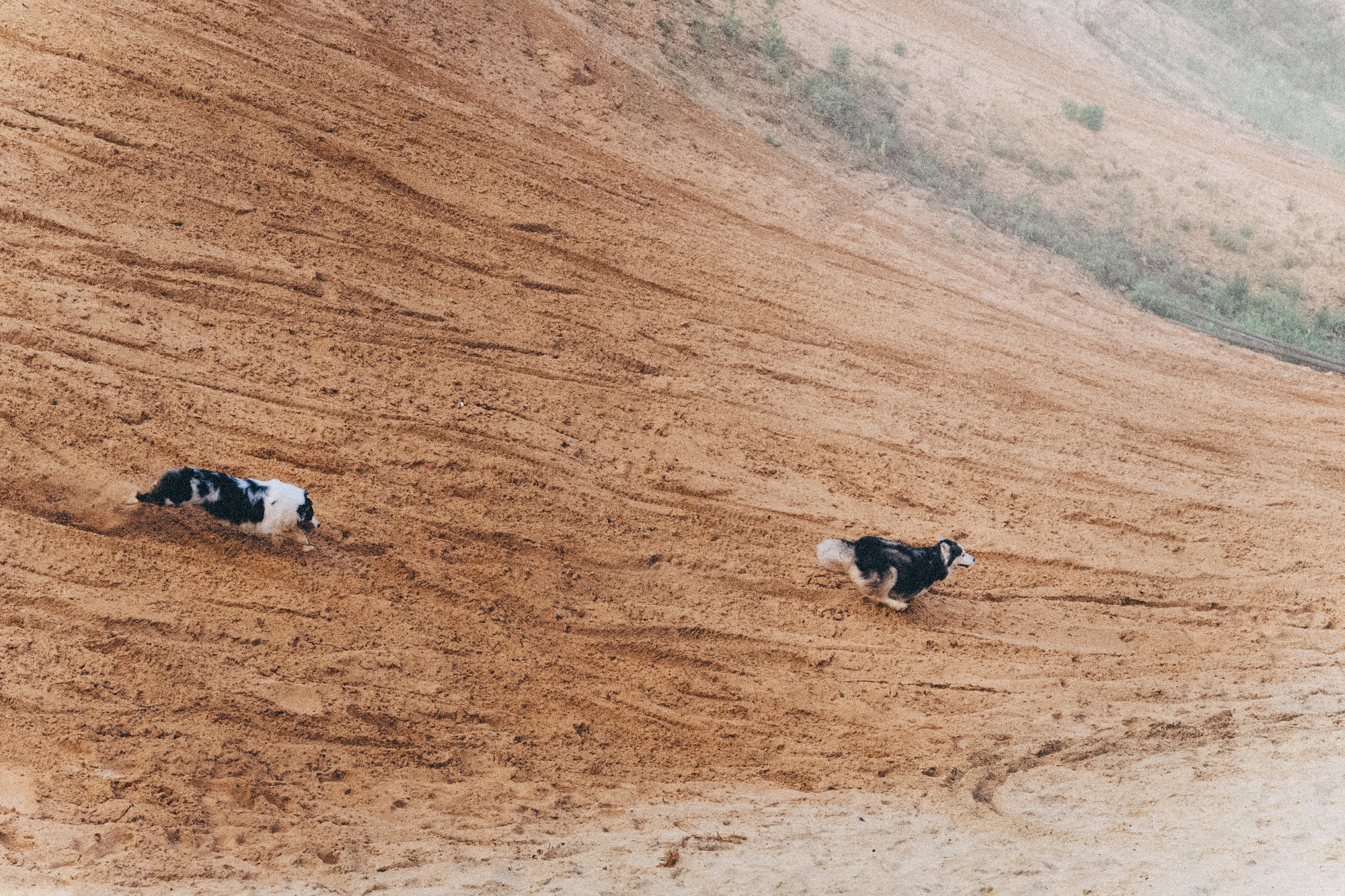 Аня, Игорь, Аусь и Хась. Фотограф анималист в Москве и Санкт-Петербурге Свиридова Анна