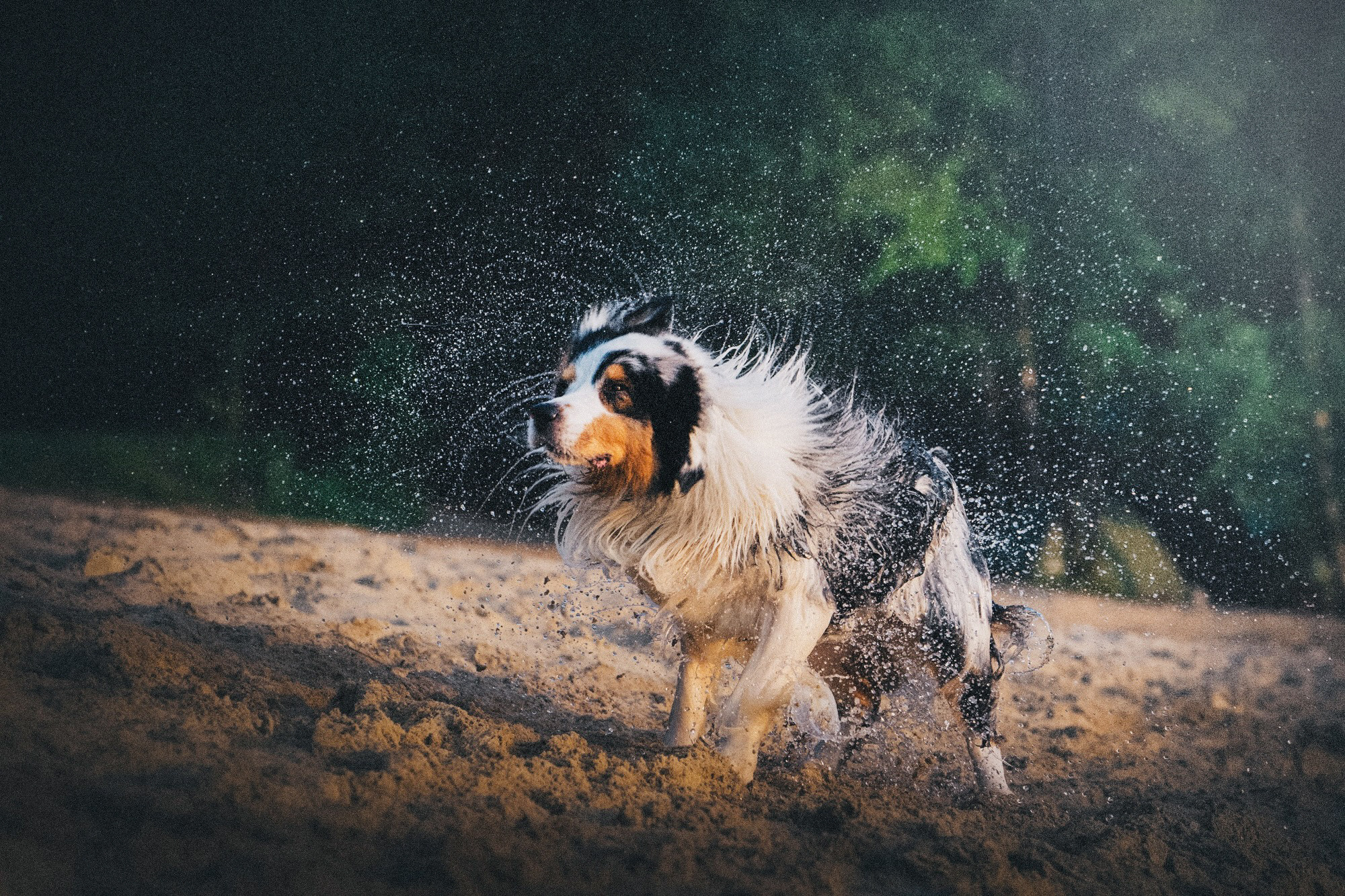 Аня, Игорь, Аусь и Хась. Фотограф анималист в Москве и Санкт-Петербурге Свиридова Анна
