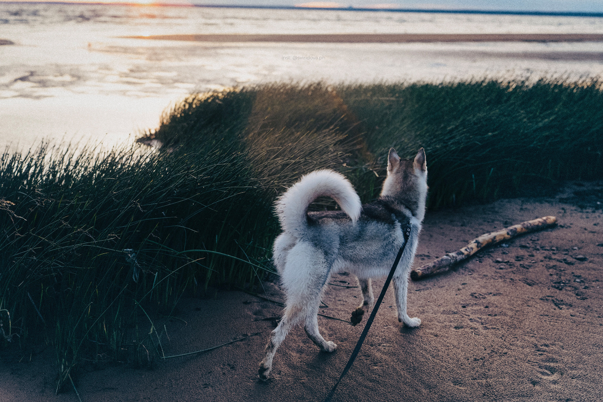 Катя, Илья, Лагерта. Фотограф анималист в Москве и Санкт-Петербурге Свиридова Анна