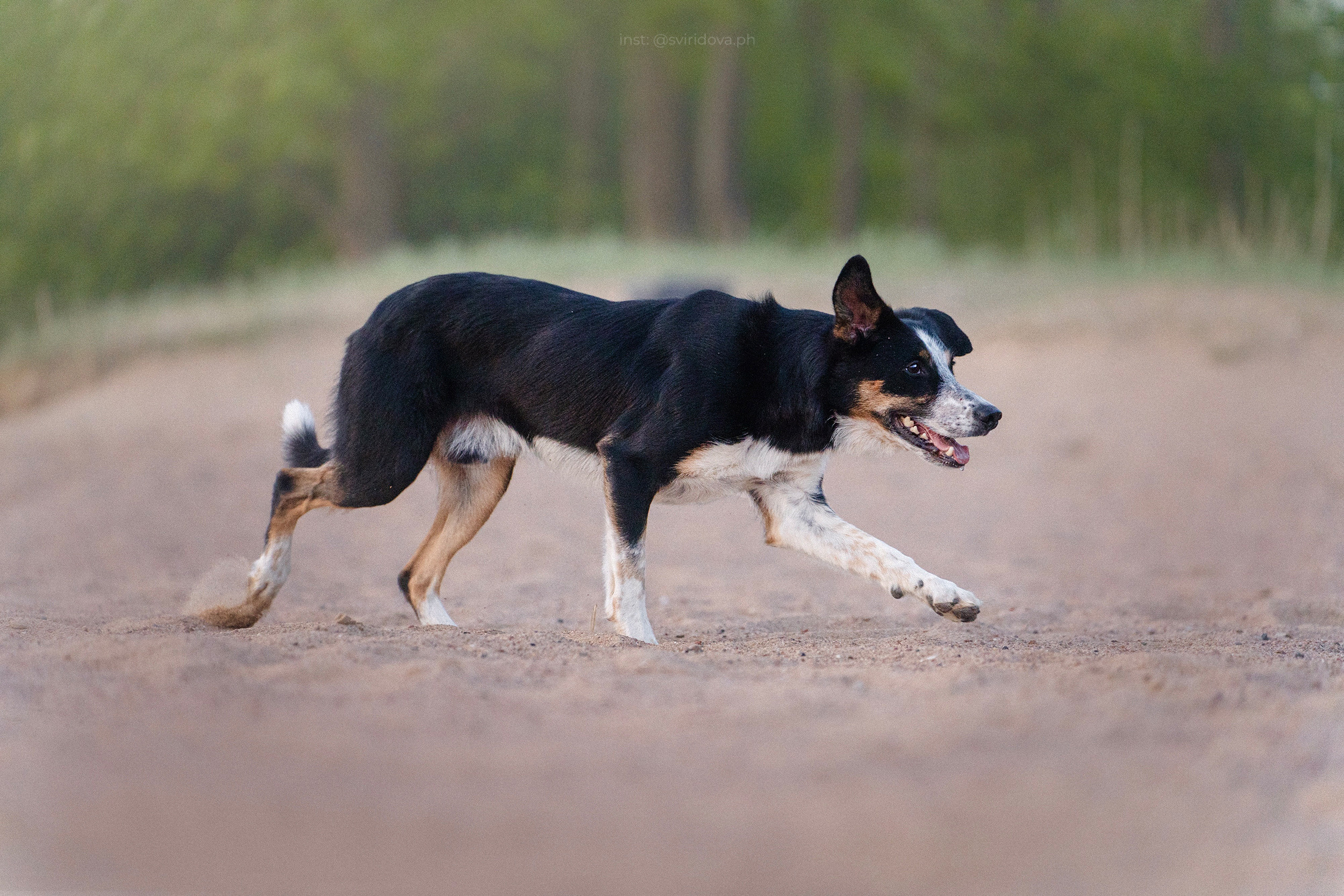 Янки, Румпель, Лось, Токи, Мако. Фотограф анималист в Москве и Санкт-Петербурге Свиридова Анна