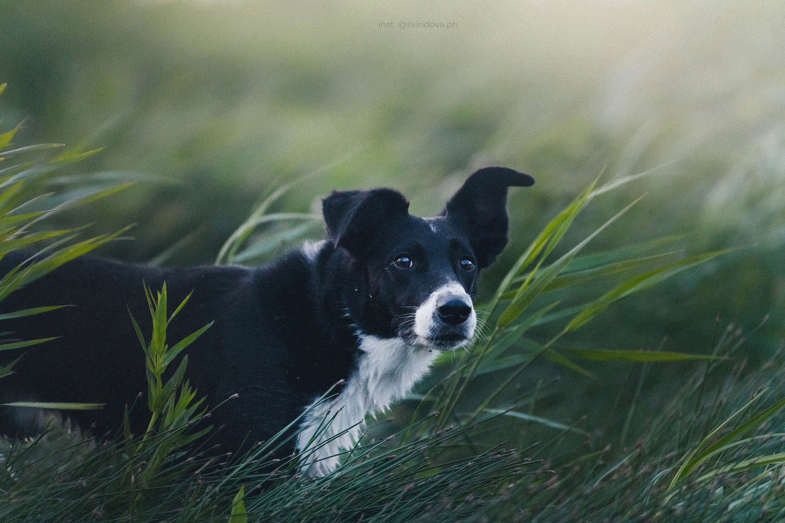 Янки, Румпель, Лось, Токи, Мако. Фотограф анималист в Москве и Санкт-Петербурге Свиридова Анна