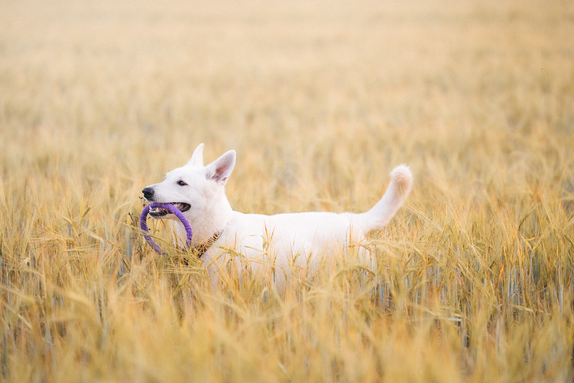 Лиза и Юста. Фотограф анималист в Москве и Санкт-Петербурге Свиридова Анна