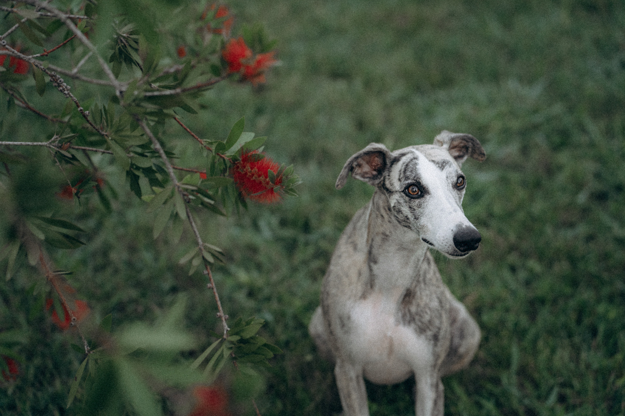 Аня и Джованни. Фотограф анималист в Москве и Санкт-Петербурге Свиридова Анна