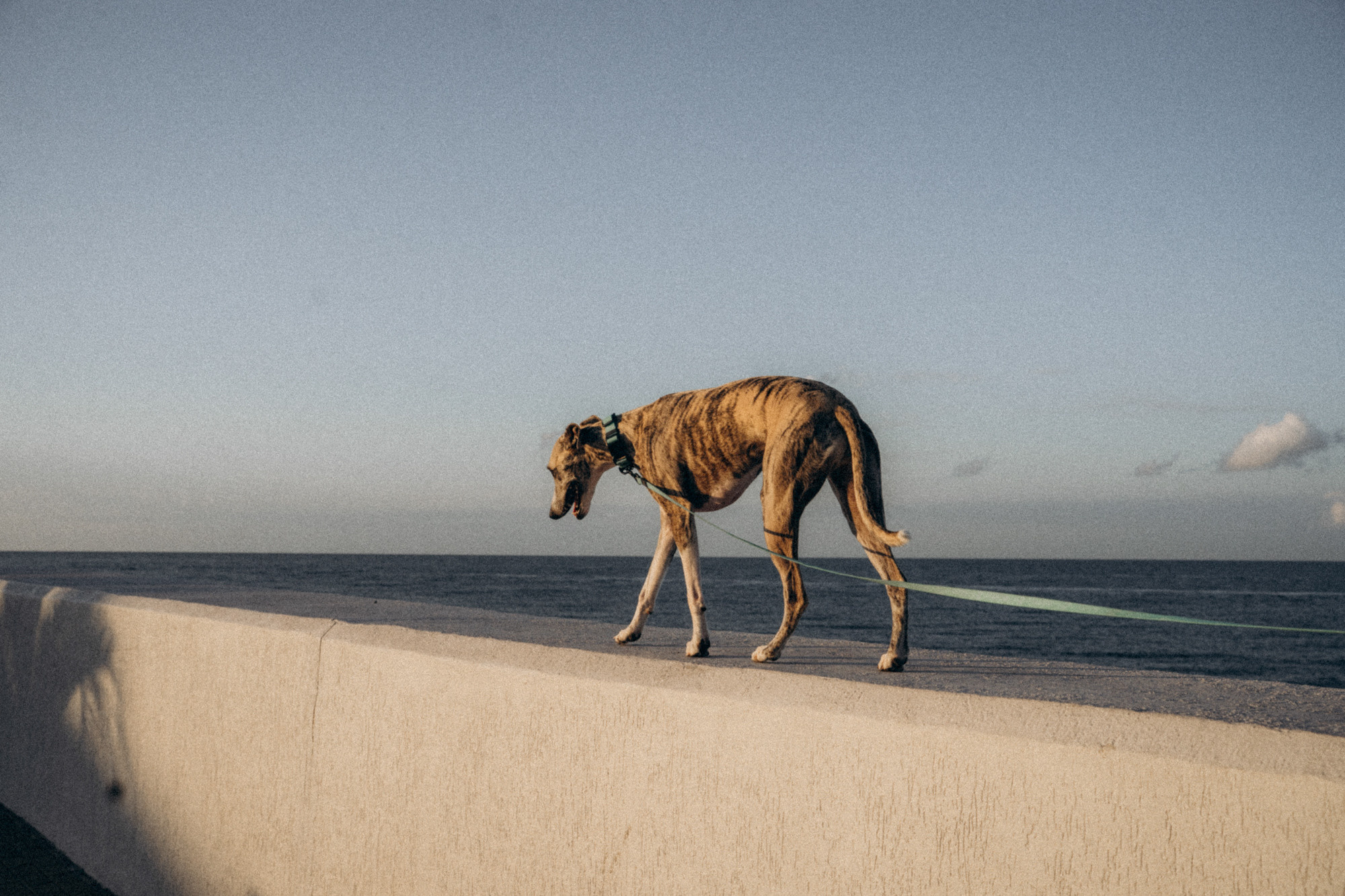 Аня и Джованни. Фотограф анималист в Москве и Санкт-Петербурге Свиридова Анна
