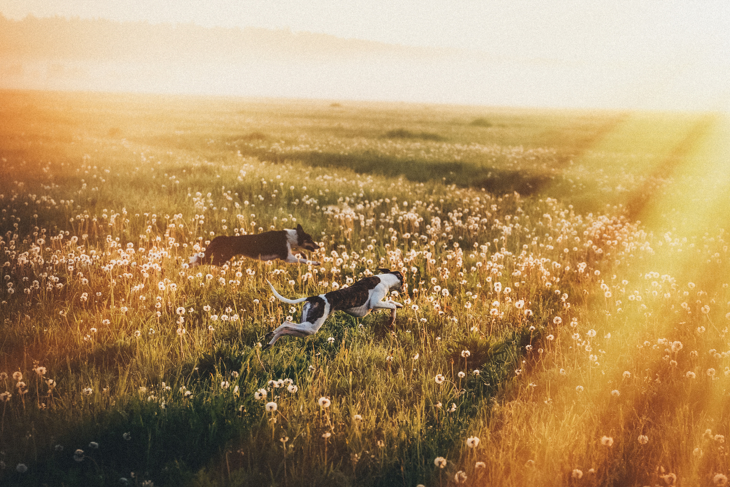 Софа, Уна и Лють. Фотограф анималист в Москве и Санкт-Петербурге Свиридова Анна