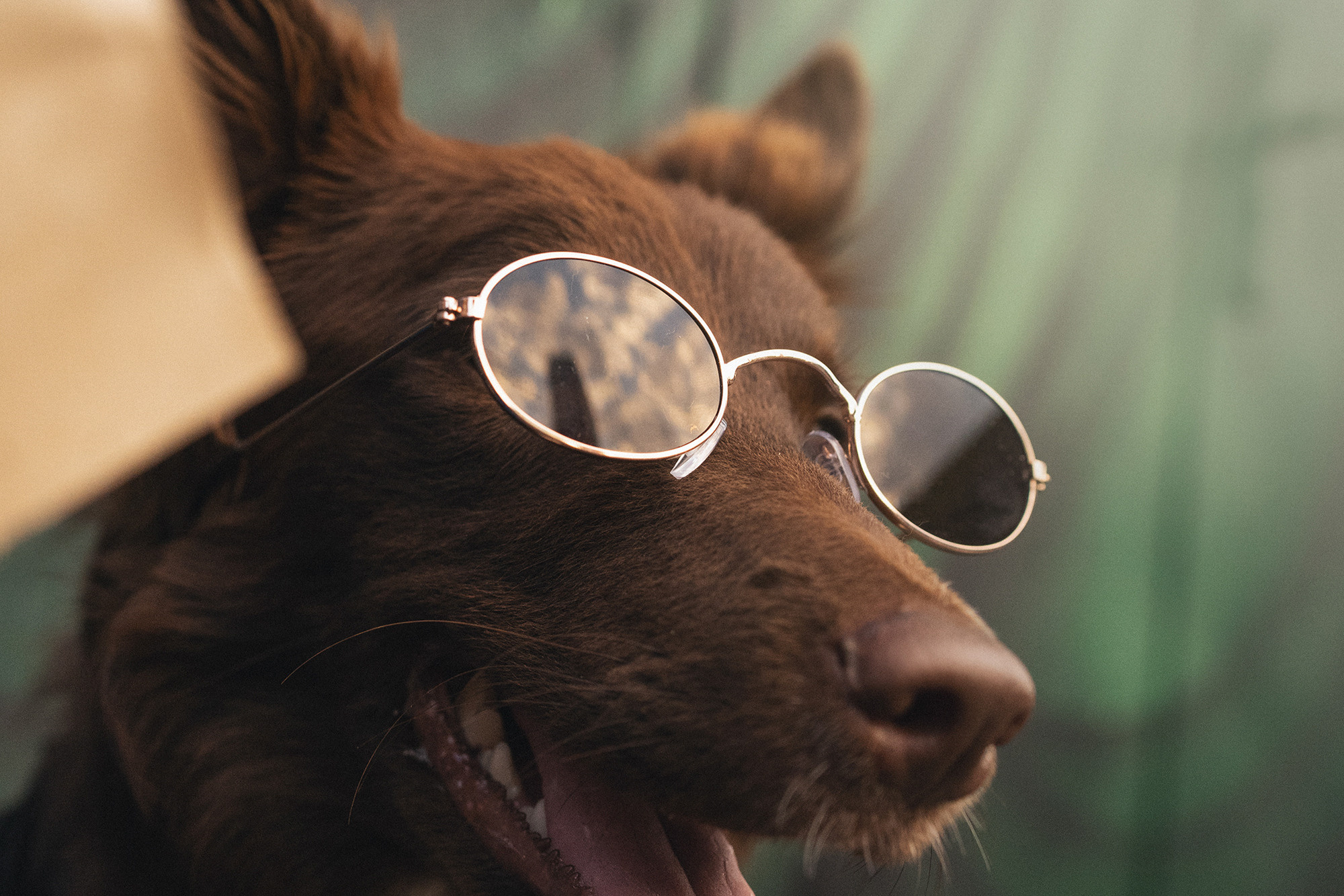 Аня и Брук. Фотограф анималист в Москве и Санкт-Петербурге Свиридова Анна