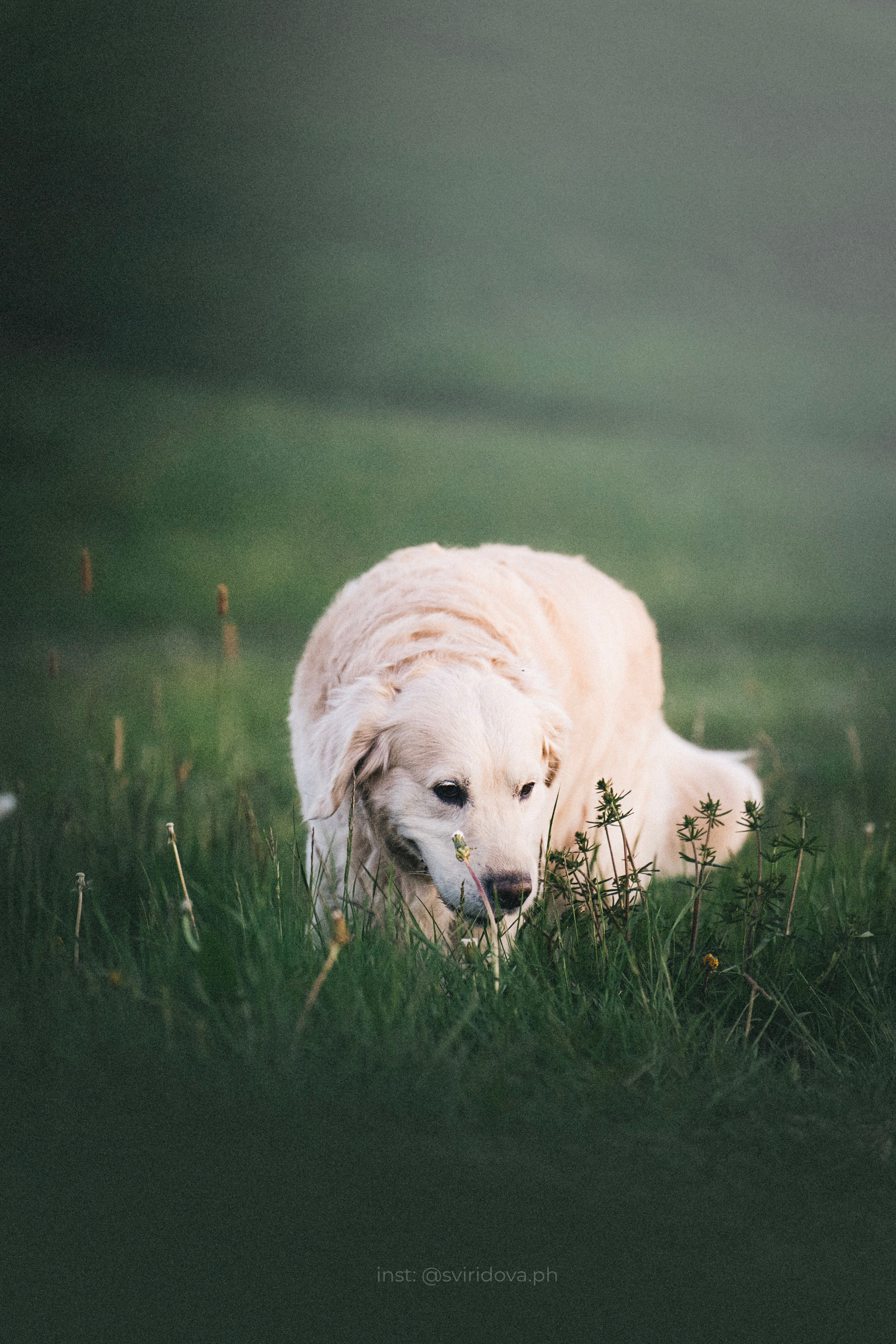 Настя и Арчи. Фотограф анималист в Москве и Санкт-Петербурге Свиридова Анна