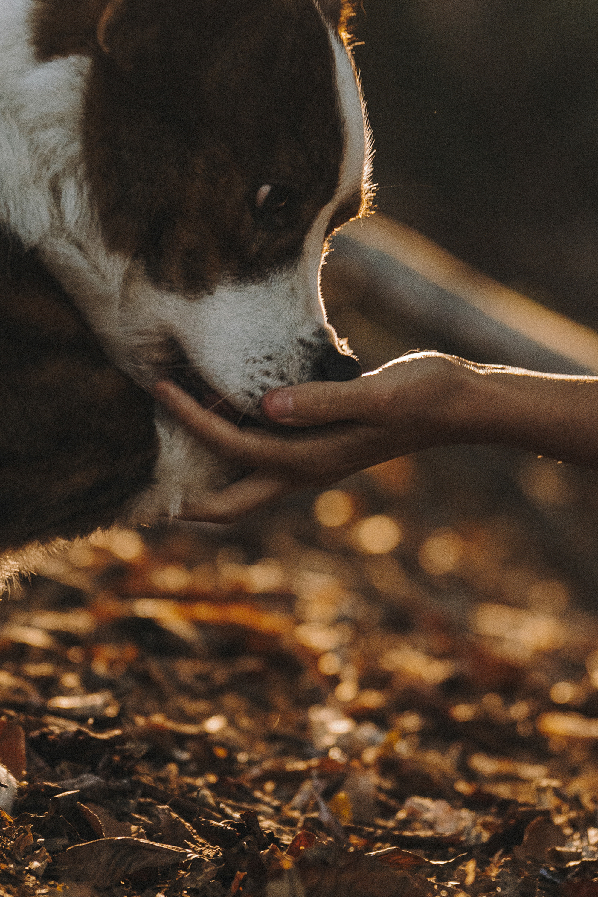 Влада и Коржики. Фотограф анималист в Москве и Санкт-Петербурге Свиридова Анна