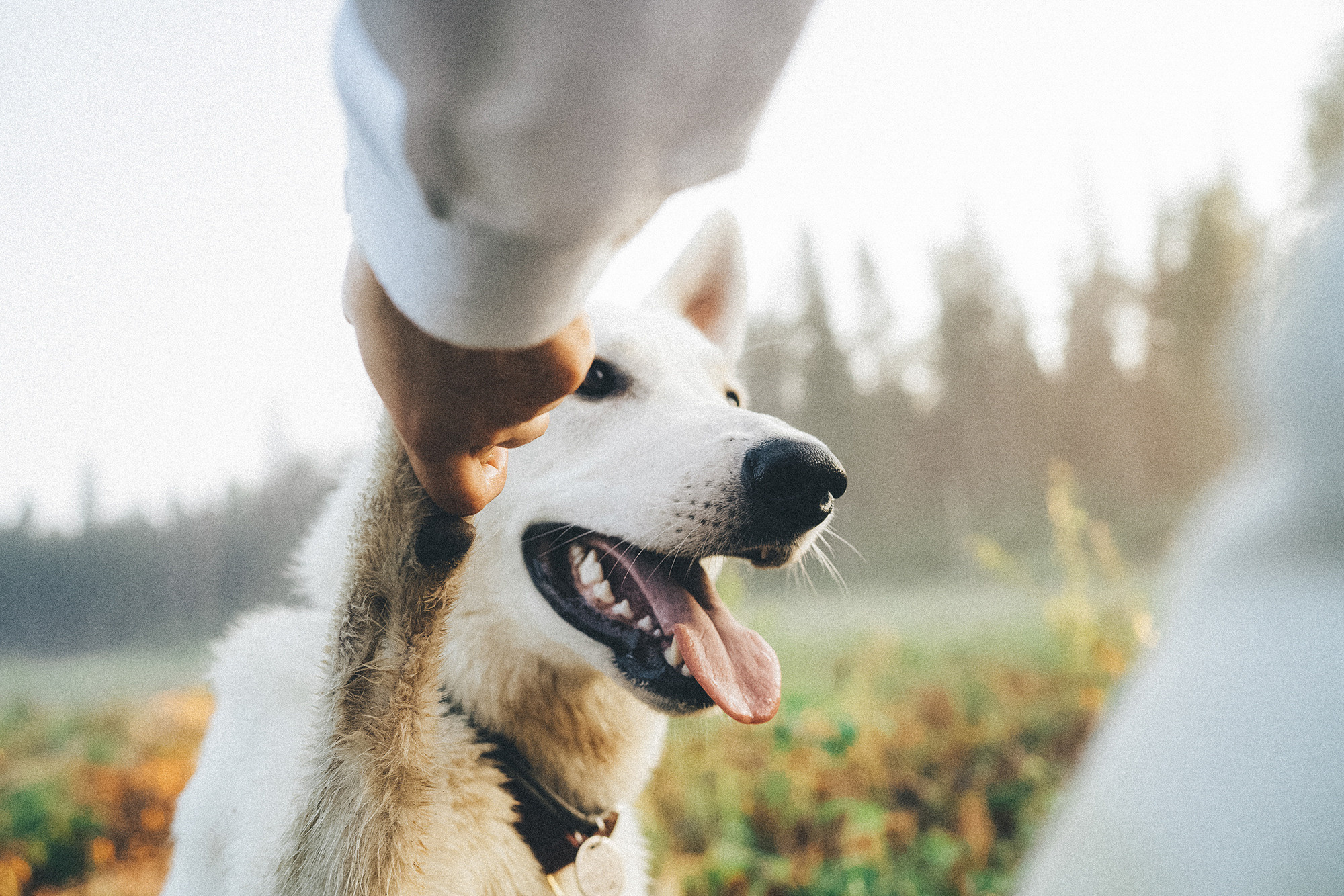 Лиза и Юста. Фотограф анималист в Москве и Санкт-Петербурге Свиридова Анна