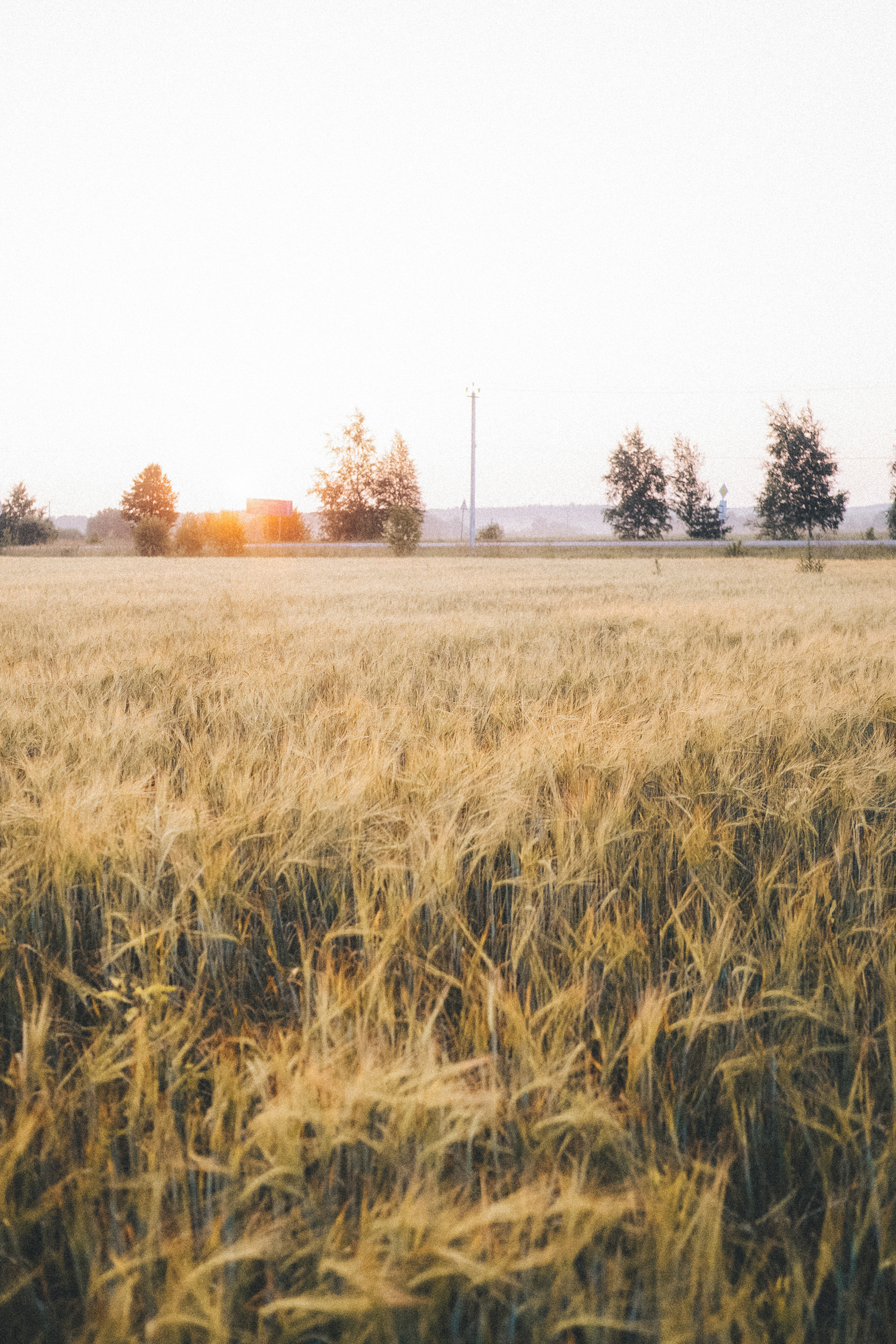 Лиза и Юста. Фотограф анималист в Москве и Санкт-Петербурге Свиридова Анна
