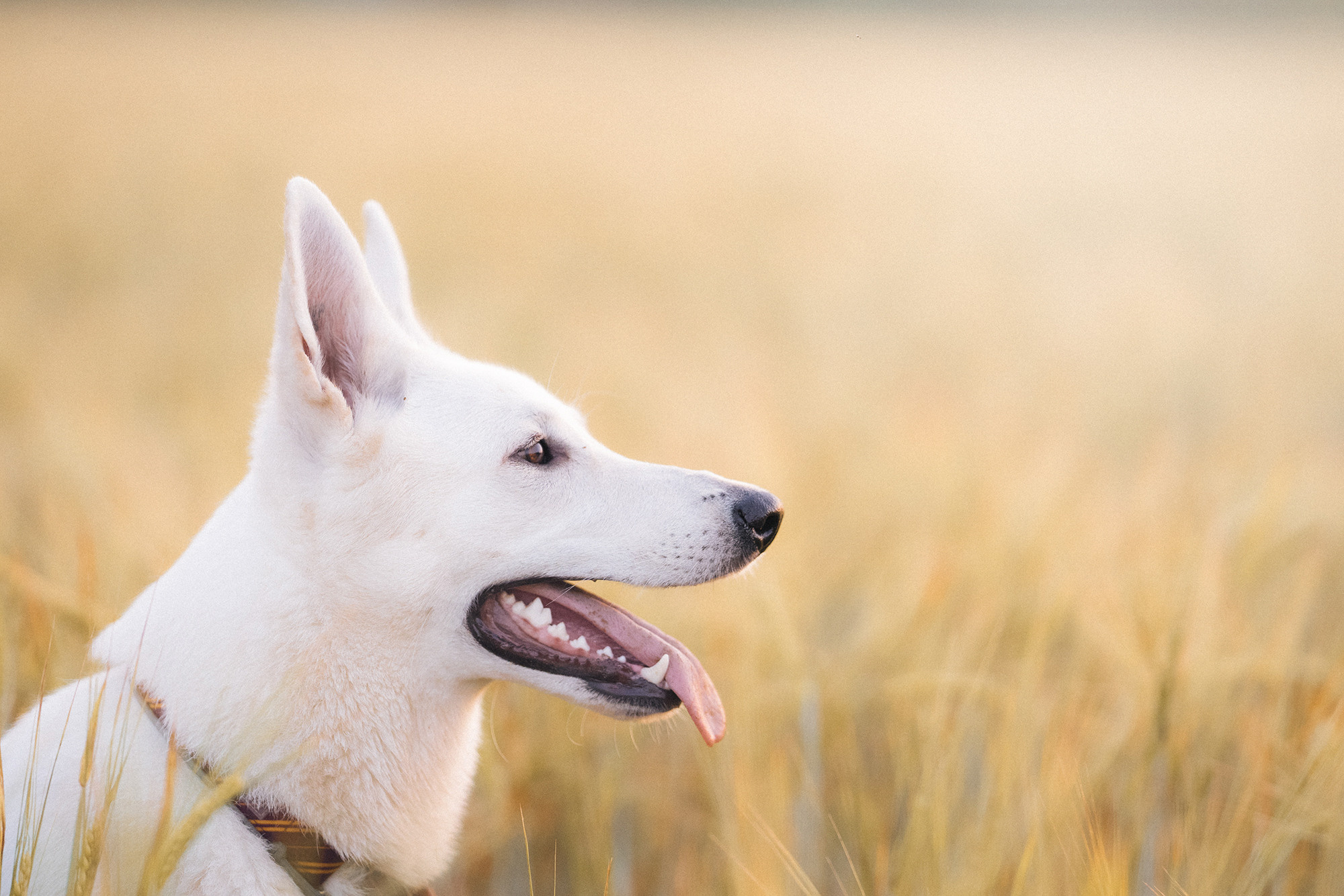 Лиза и Юста. Фотограф анималист в Москве и Санкт-Петербурге Свиридова Анна