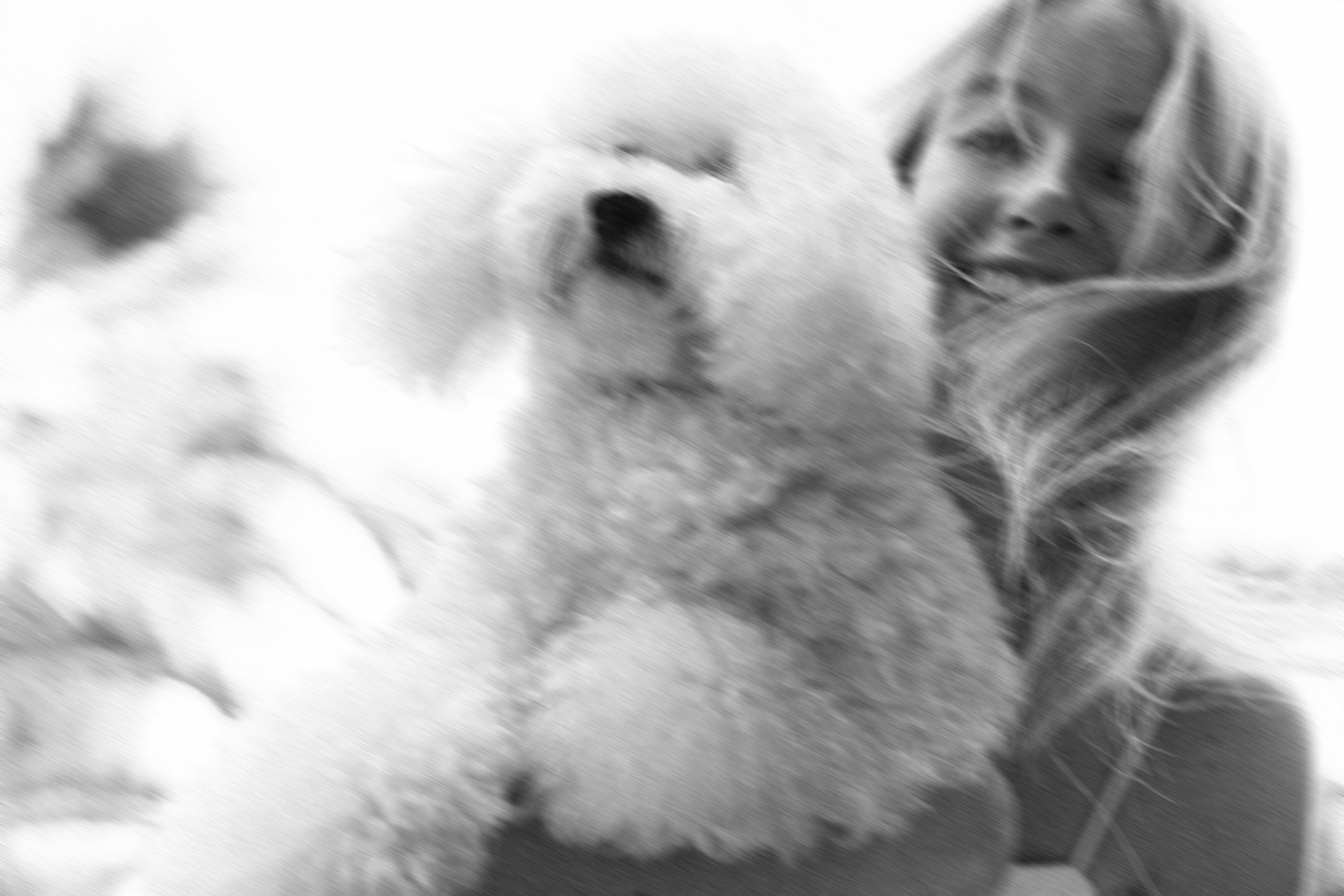 Ангелина и Варежка. Фотограф анималист в Москве и Санкт-Петербурге Свиридова Анна