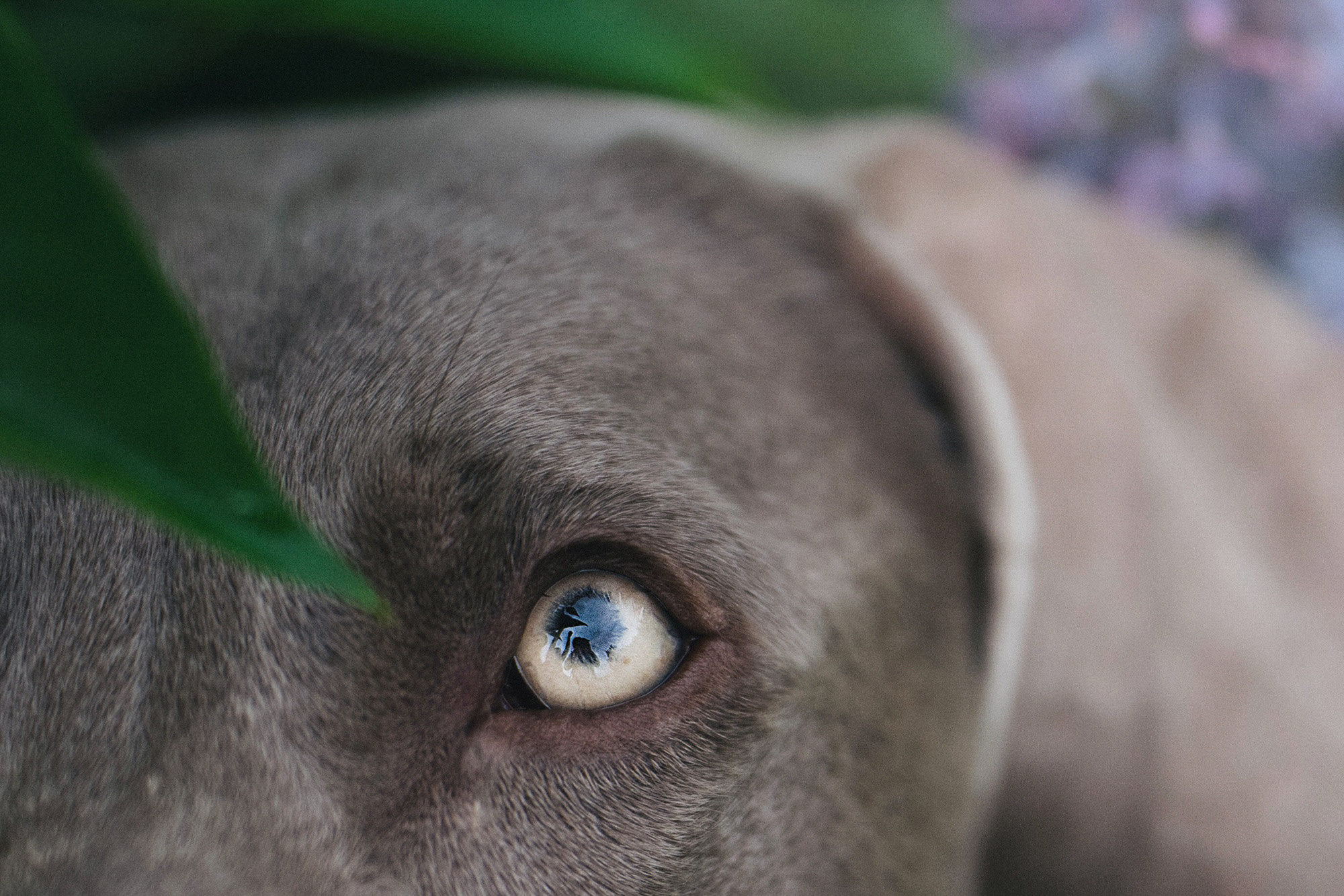 Полина, Борис, Луна и Эль. Фотограф анималист в Москве и Санкт-Петербурге Свиридова Анна