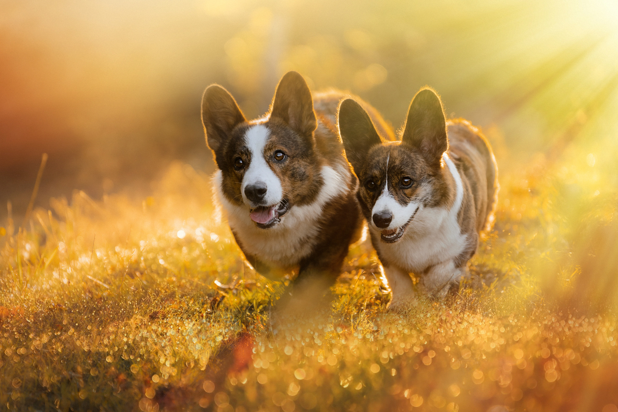 Влада и Коржики. Фотограф анималист в Москве и Санкт-Петербурге Свиридова Анна