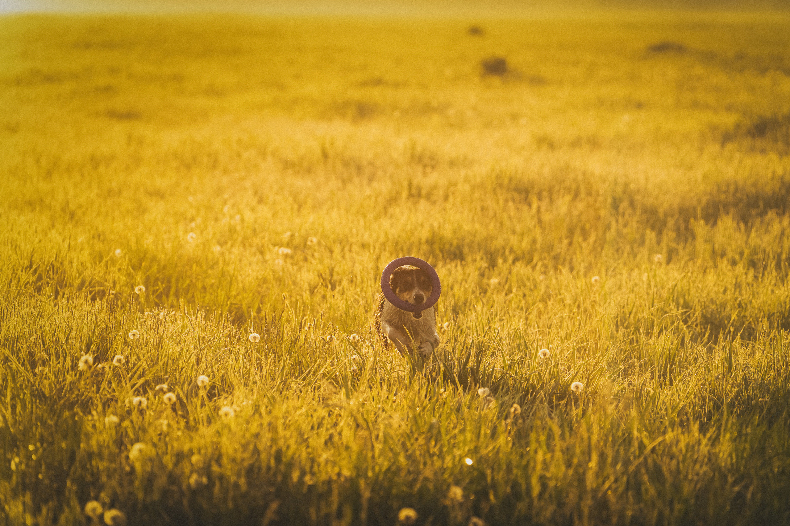 Софа, Уна и Лють. Фотограф анималист в Москве и Санкт-Петербурге Свиридова Анна