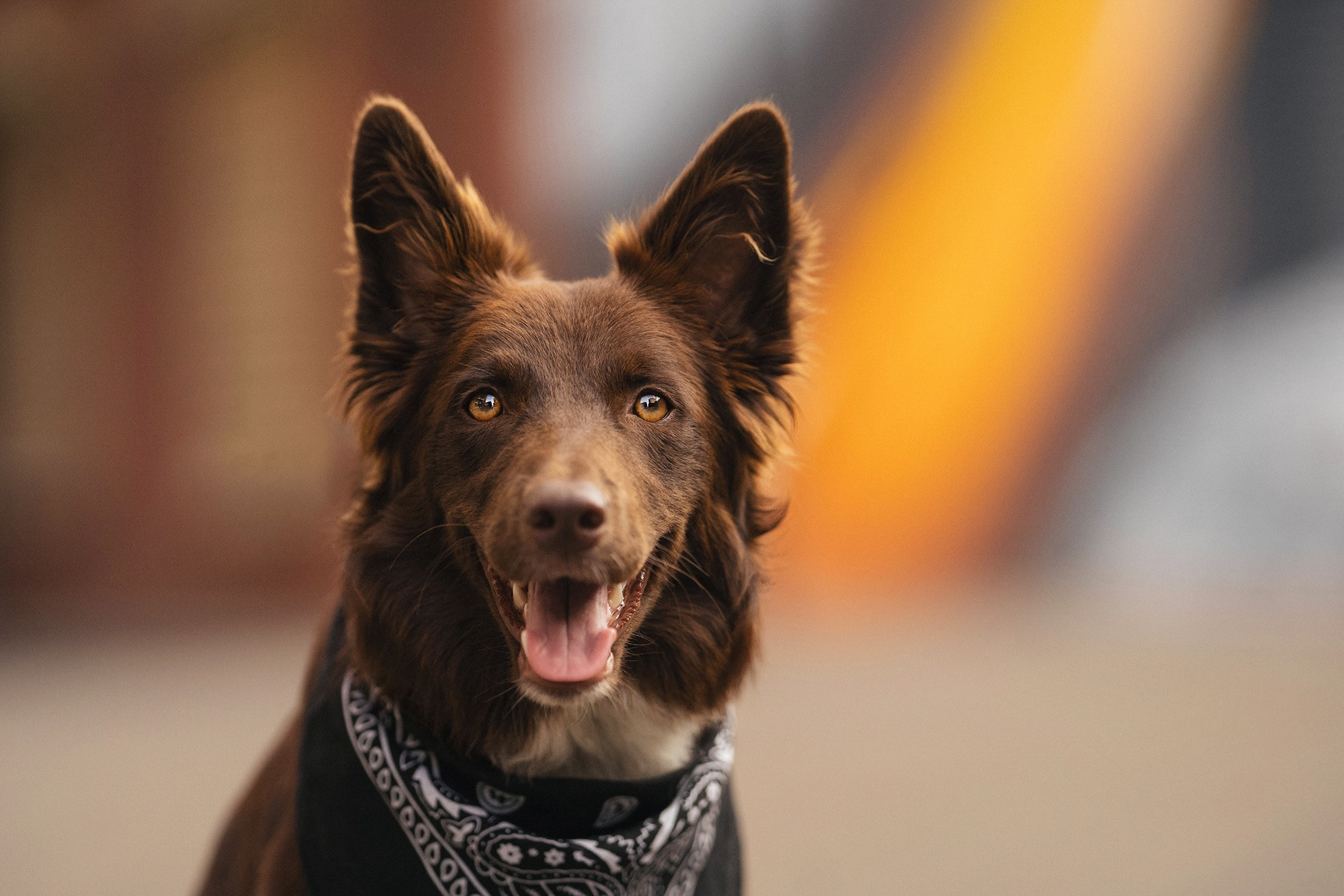 Аня и Брук. Фотограф анималист в Москве и Санкт-Петербурге Свиридова Анна