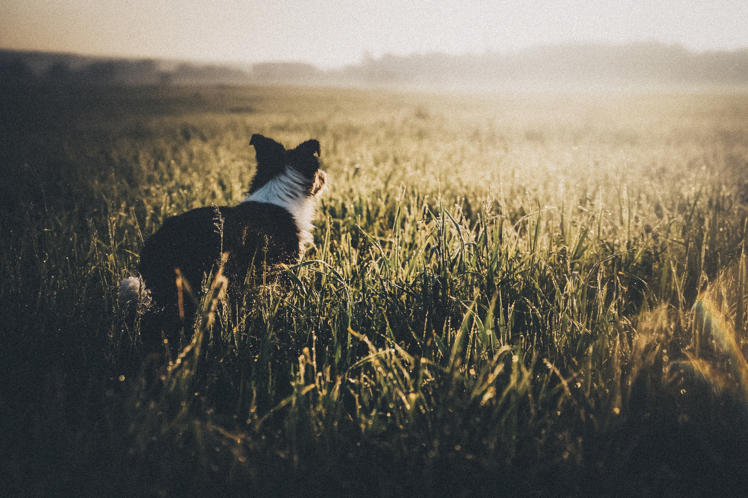 Софа, Уна и Лють. Фотограф анималист в Москве и Санкт-Петербурге Свиридова Анна