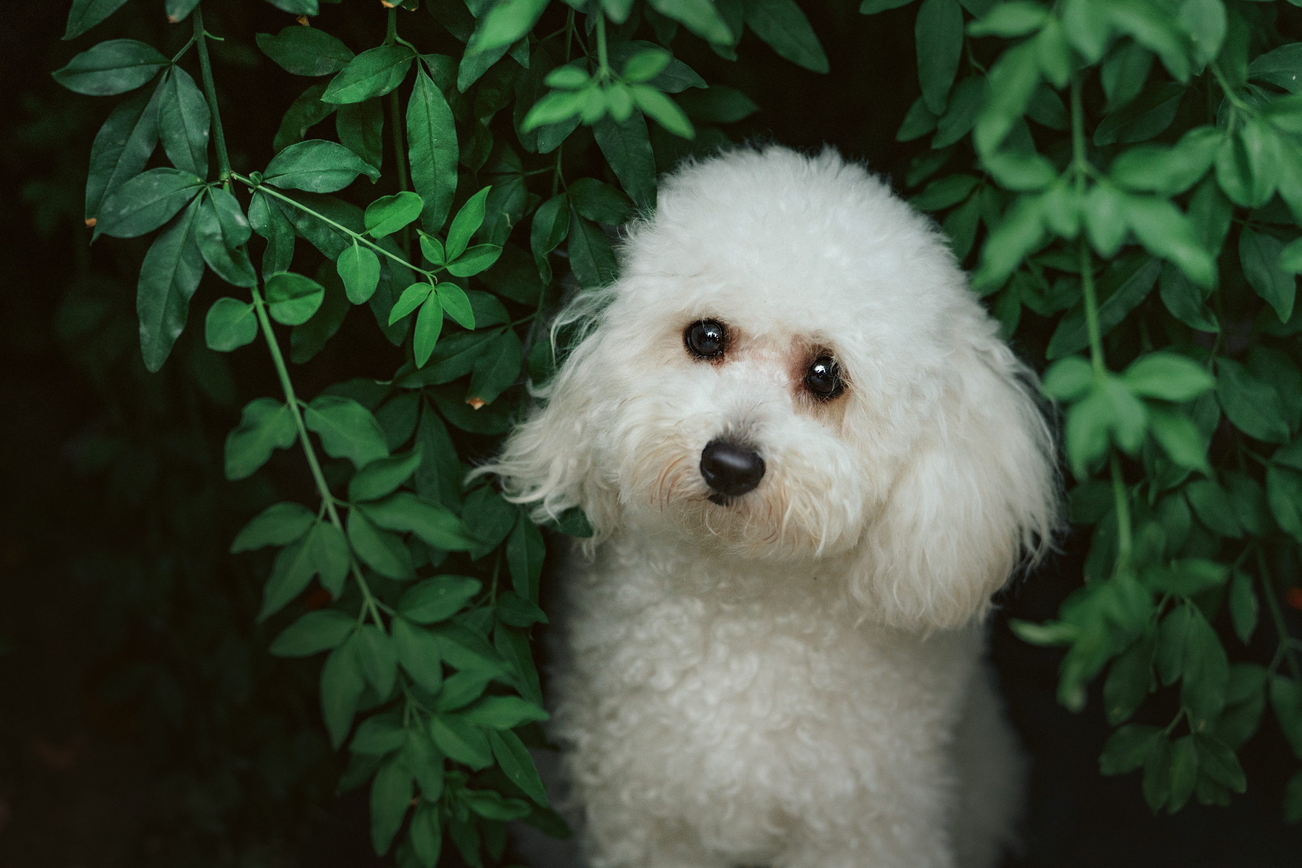 Ангелина и Варежка. Фотограф анималист в Москве и Санкт-Петербурге Свиридова Анна