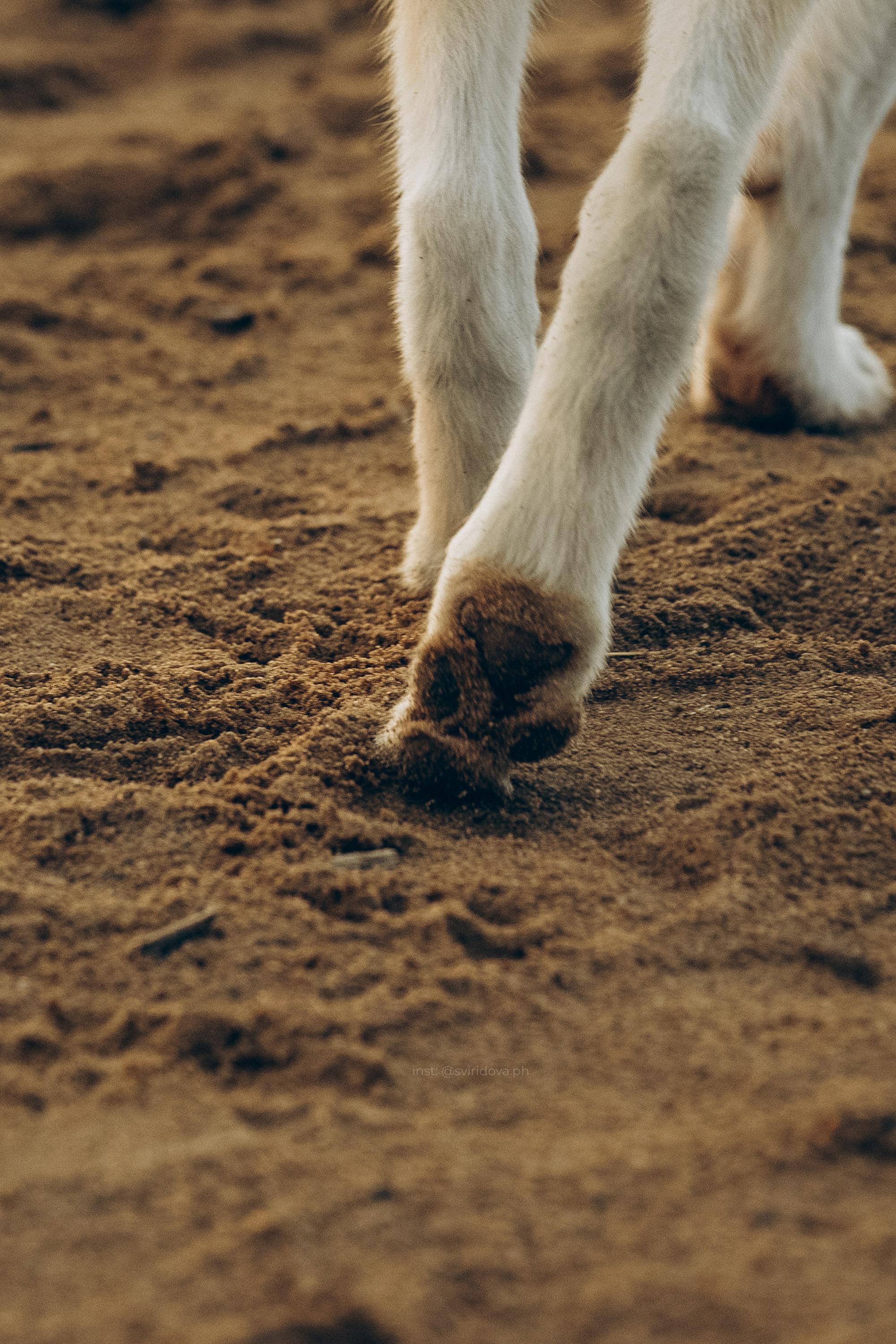 Катя, Илья, Лагерта. Фотограф анималист в Москве и Санкт-Петербурге Свиридова Анна
