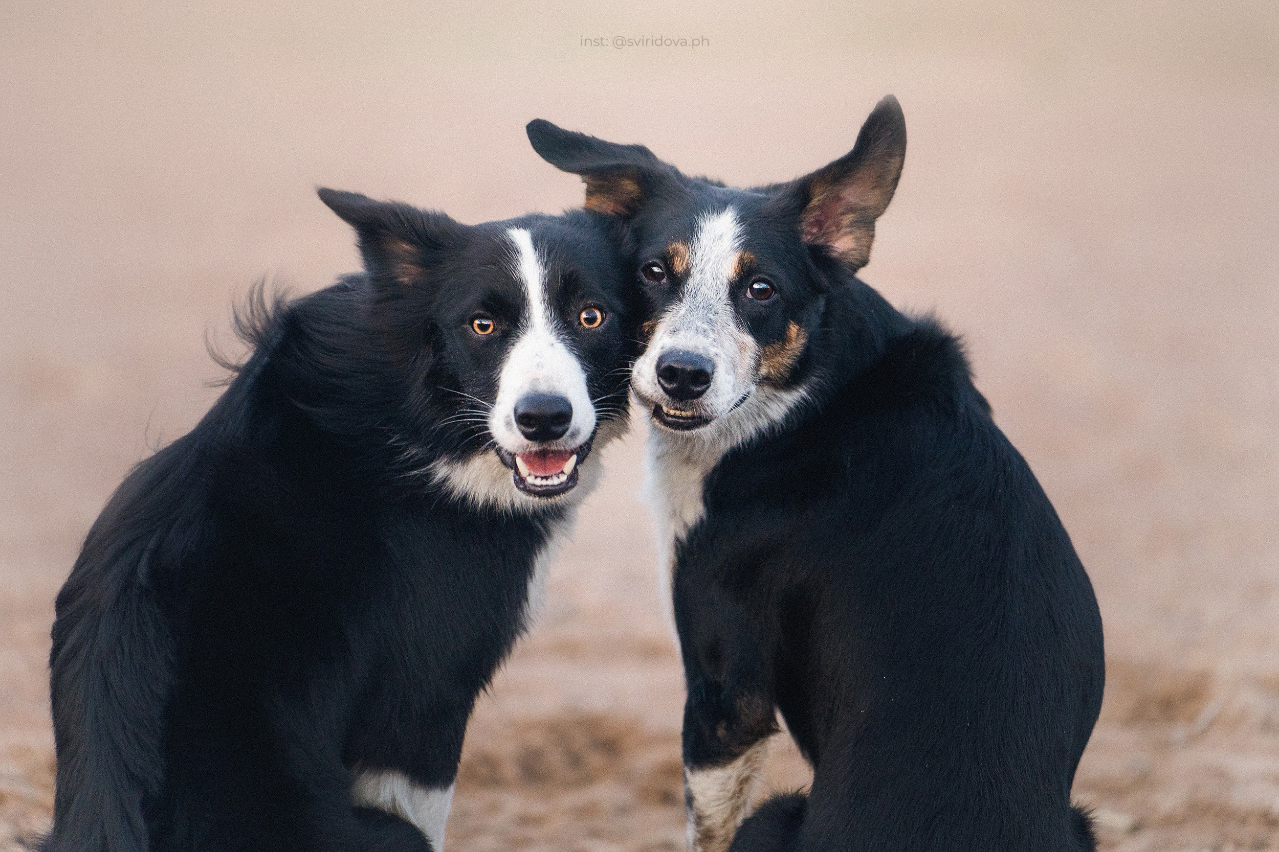 Янки, Румпель, Лось, Токи, Мако. Фотограф анималист в Москве и Санкт-Петербурге Свиридова Анна