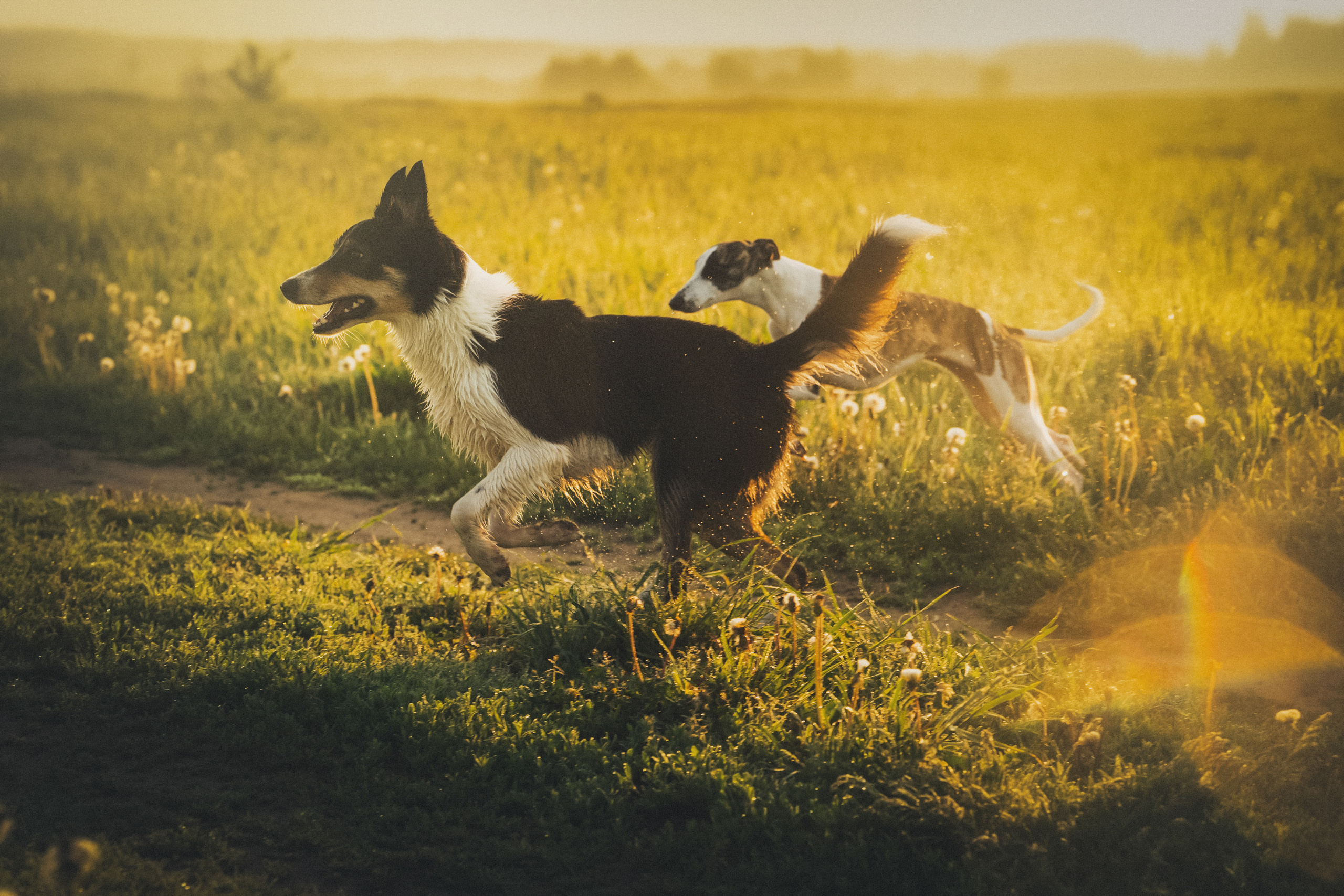 Софа, Уна и Лють. Фотограф анималист в Москве и Санкт-Петербурге Свиридова Анна