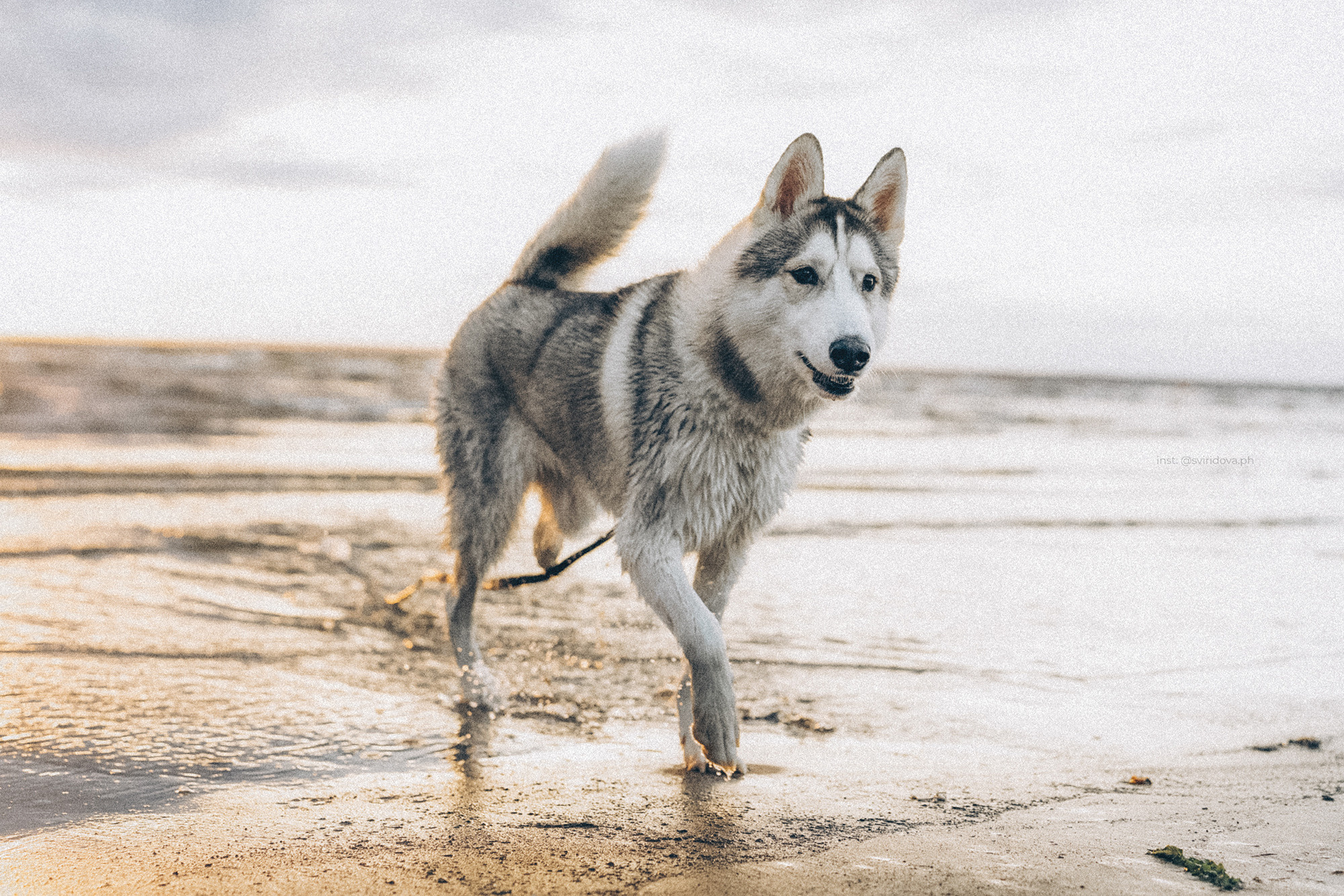Катя, Илья, Лагерта. Фотограф анималист в Москве и Санкт-Петербурге Свиридова Анна