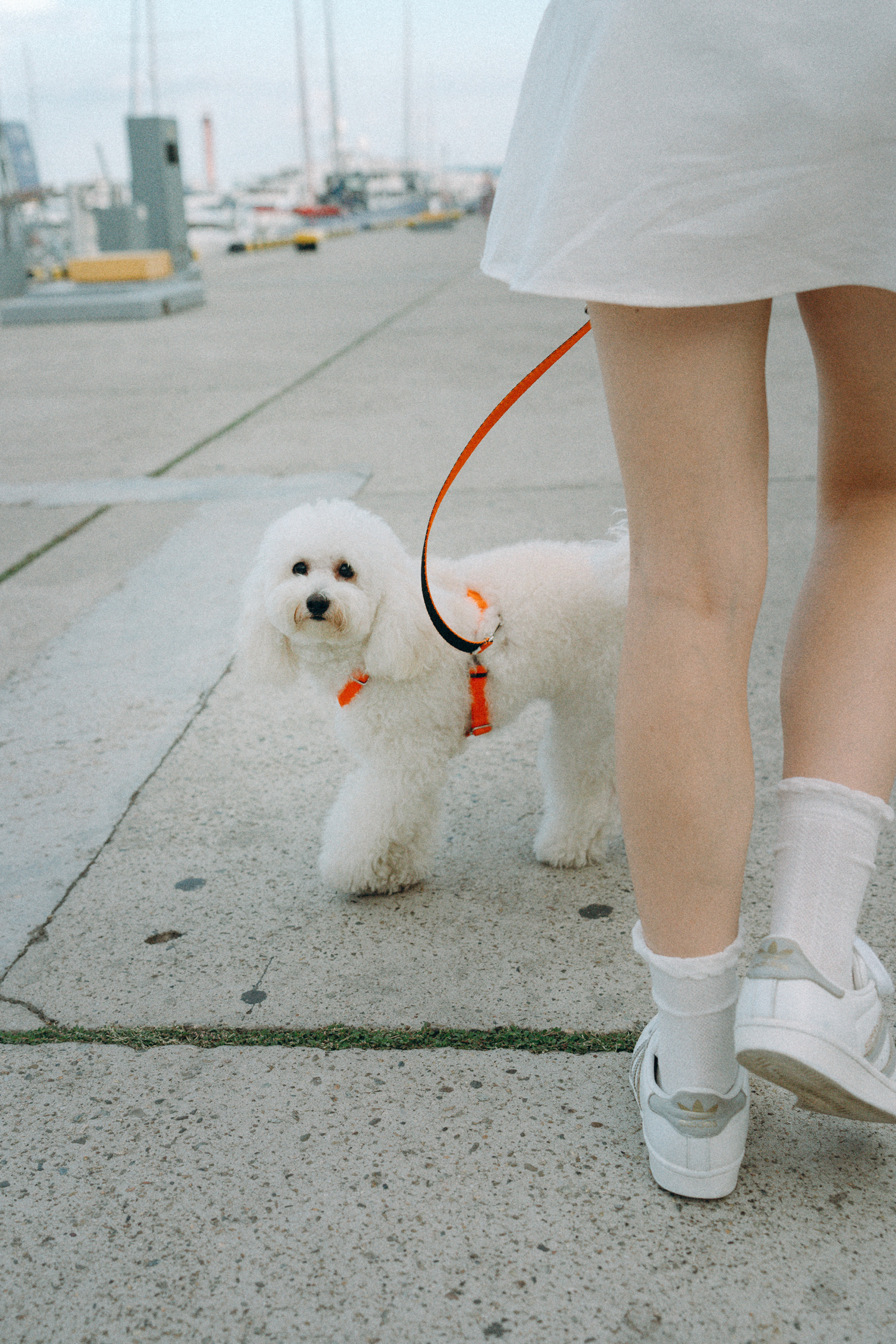 Ангелина и Варежка. Фотограф анималист в Москве и Санкт-Петербурге Свиридова Анна