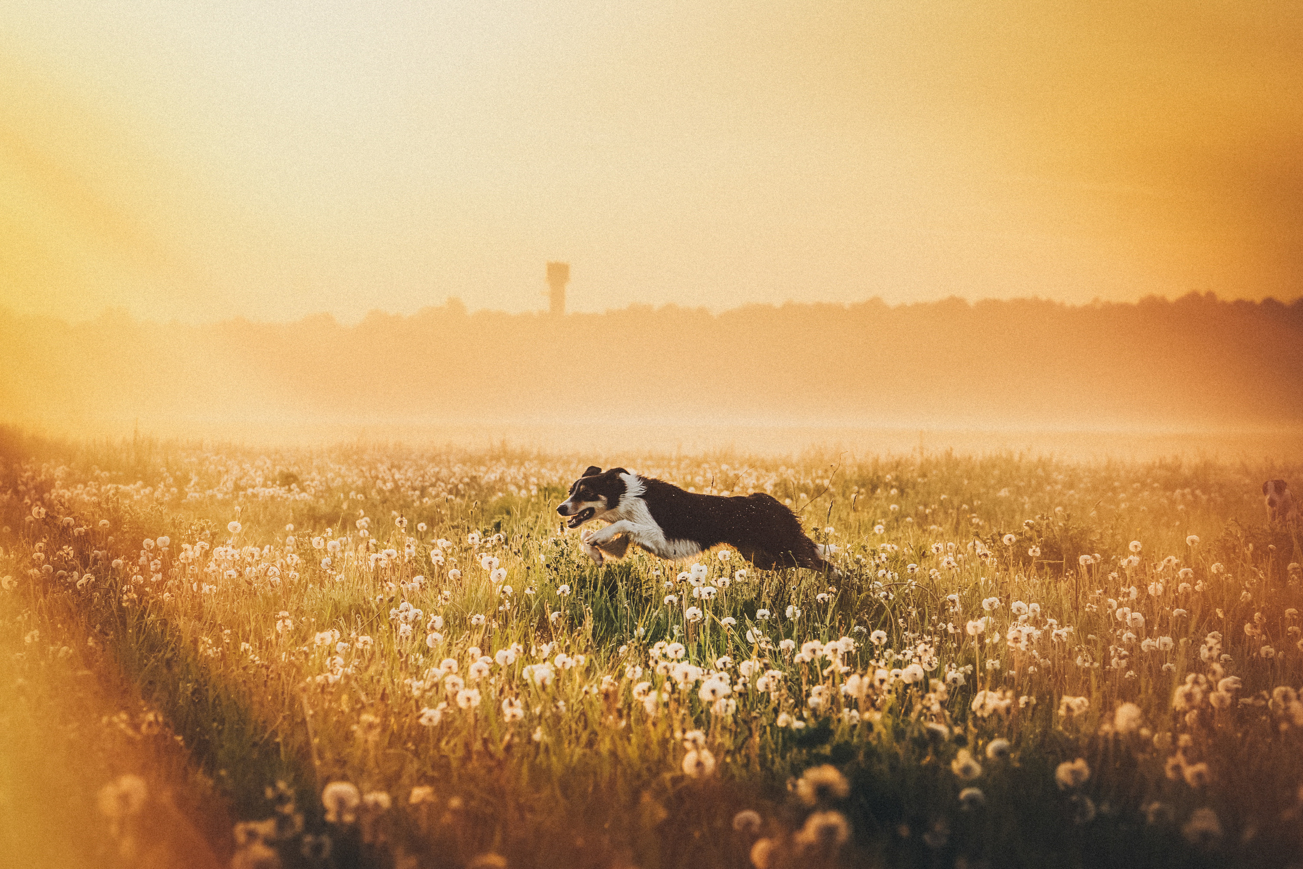 Софа, Уна и Лють. Фотограф анималист в Москве и Санкт-Петербурге Свиридова Анна