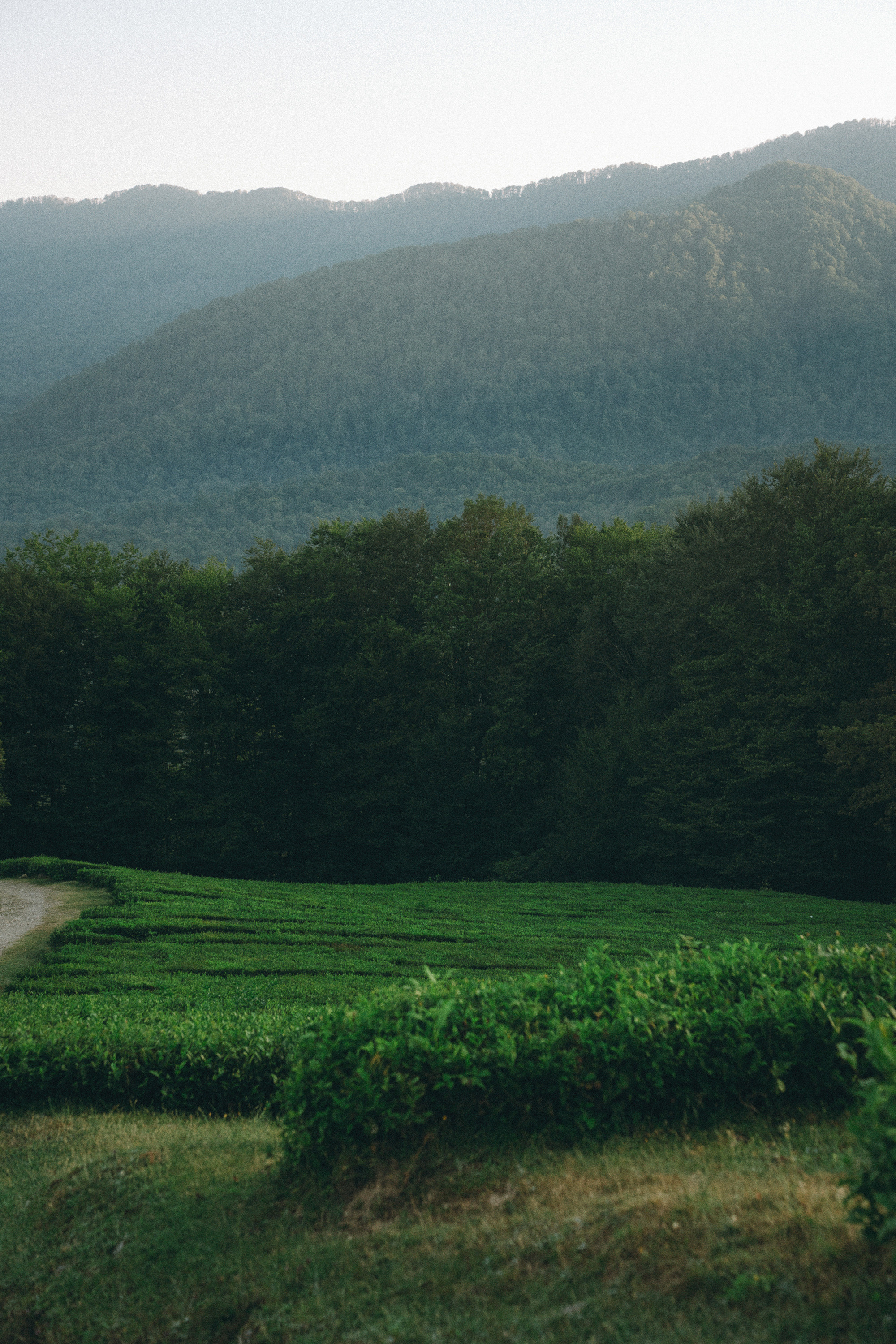 Арина и Рики. Фотограф анималист в Москве и Санкт-Петербурге Свиридова Анна
